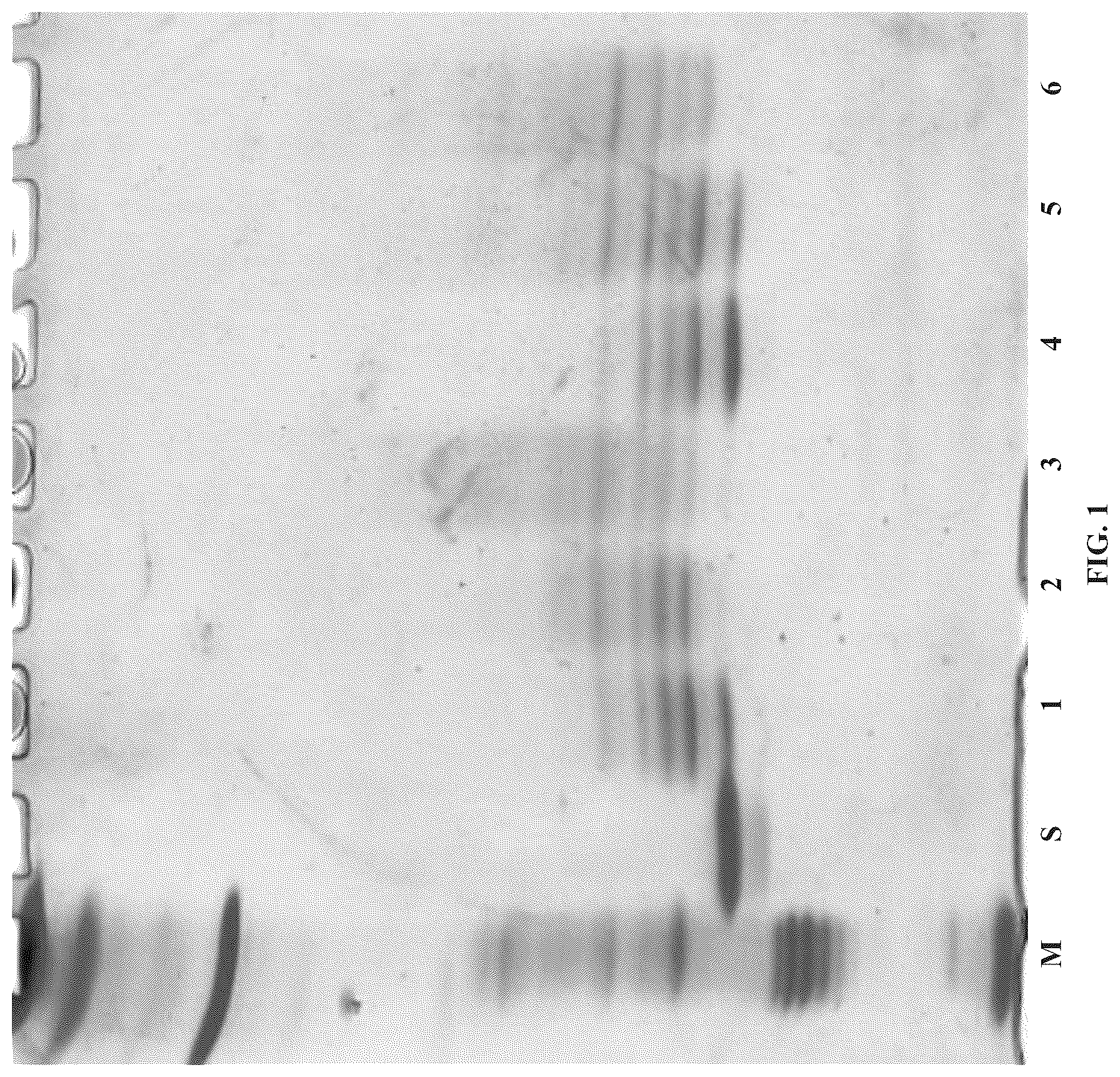 Patent US11814657 Figure 1 – Modified DNase and uses thereof
