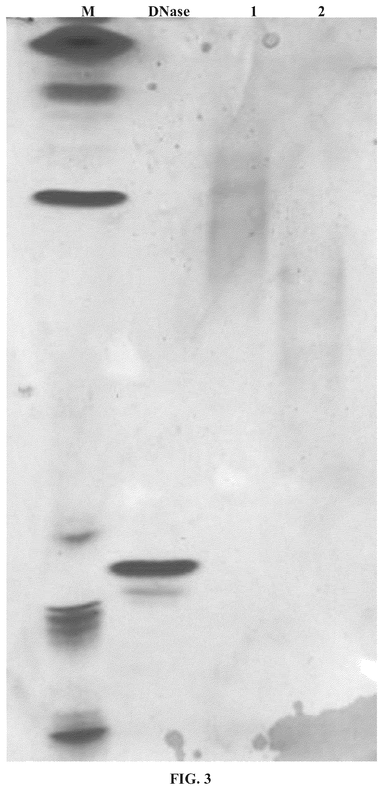 Patent US11814657 Figure 3 – Modified DNase and uses thereof