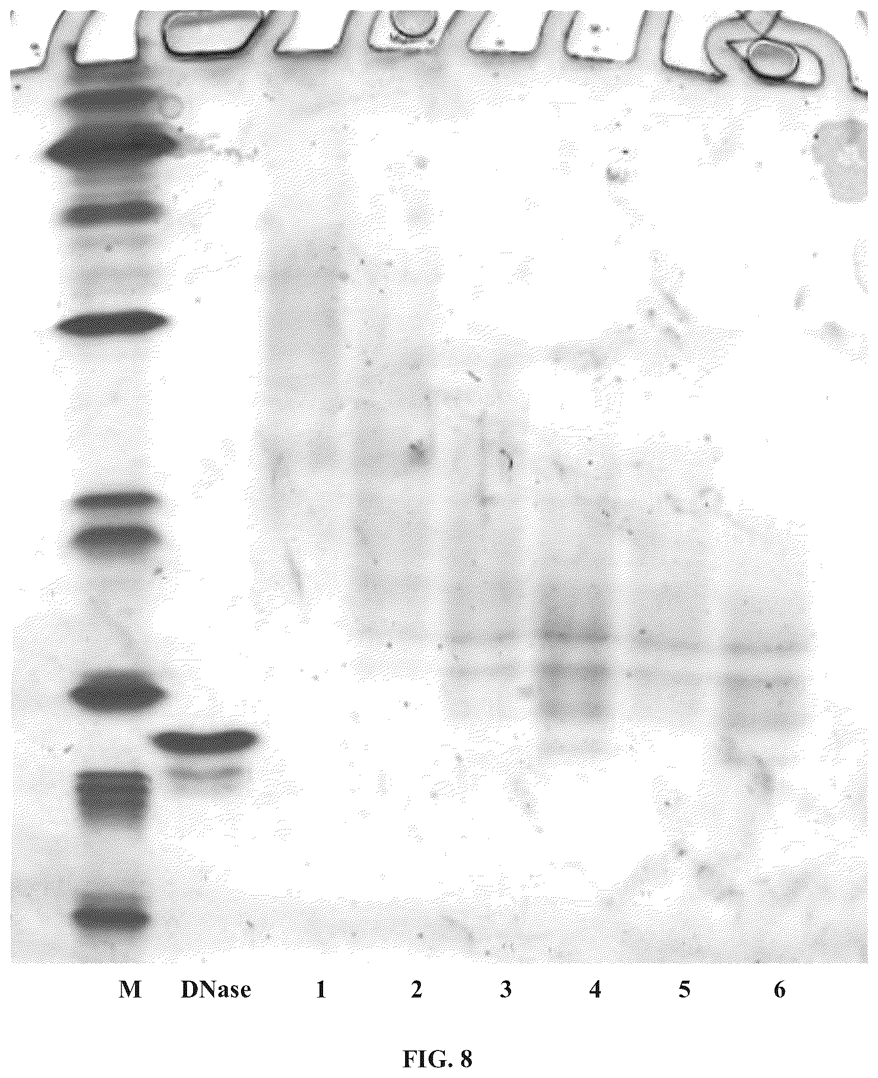 Patent US11814657 Figure 6 – Modified DNase and uses thereof