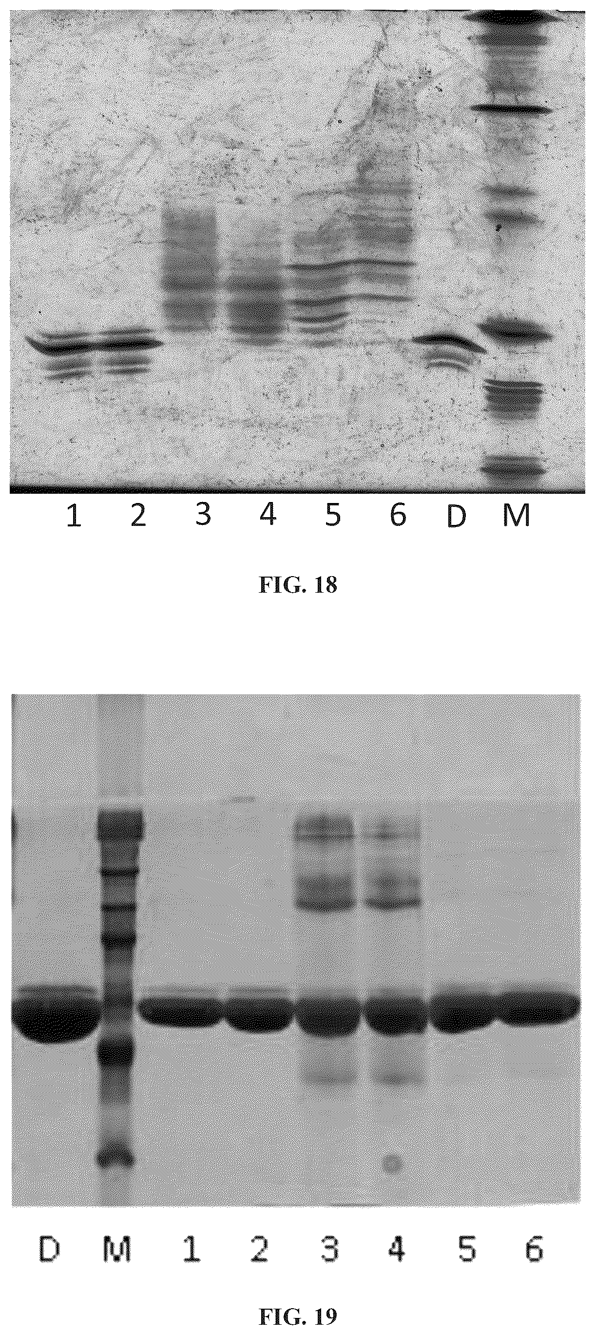 Patent US11814657 Figure 16 – Modified DNase and uses thereof