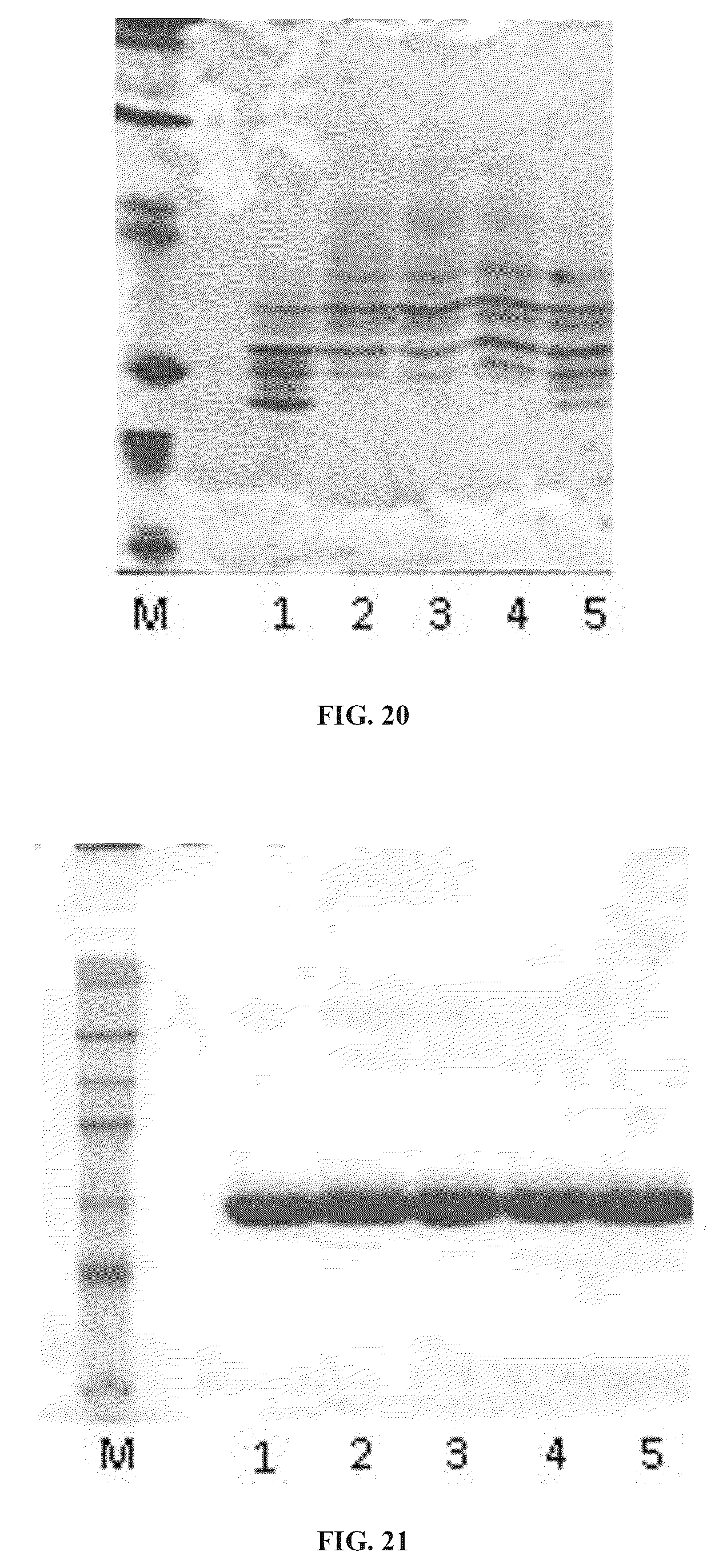 Patent US11814657 Figure 17 – Modified DNase and uses thereof