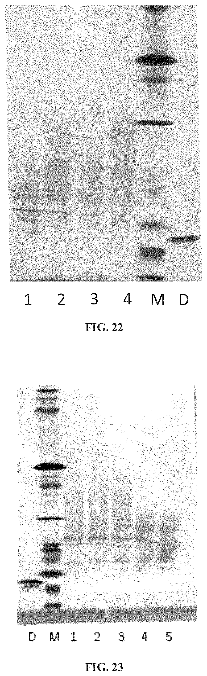 Patent US11814657 Figure 18 – Modified DNase and uses thereof