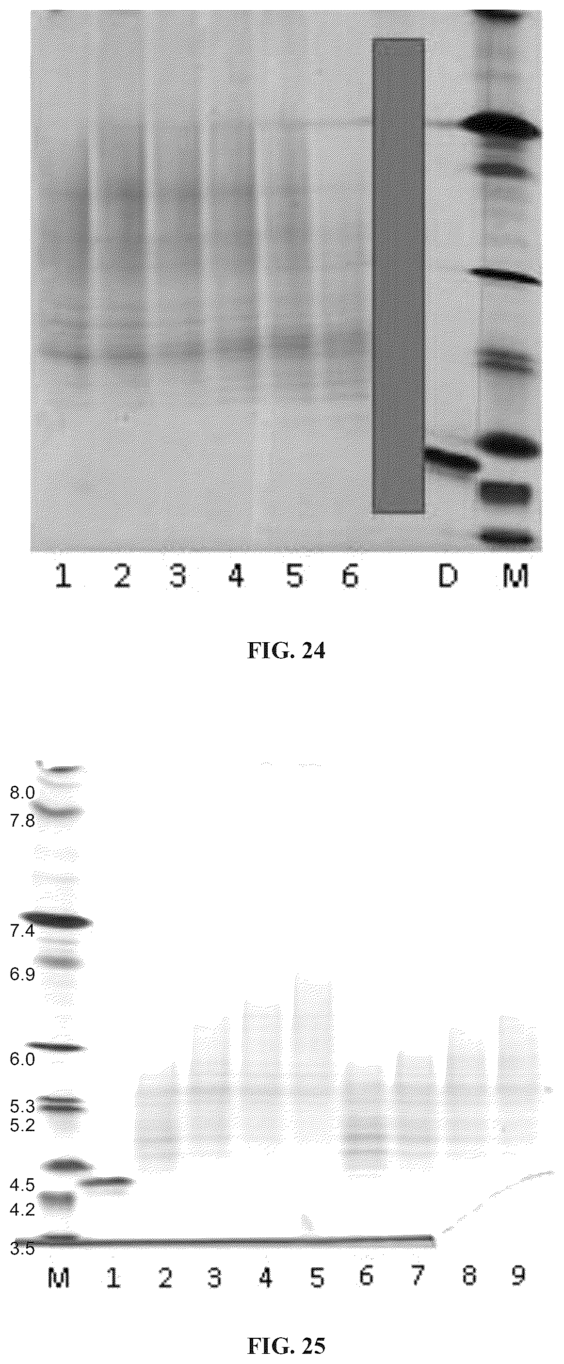 Patent US11814657 Figure 19 – Modified DNase and uses thereof