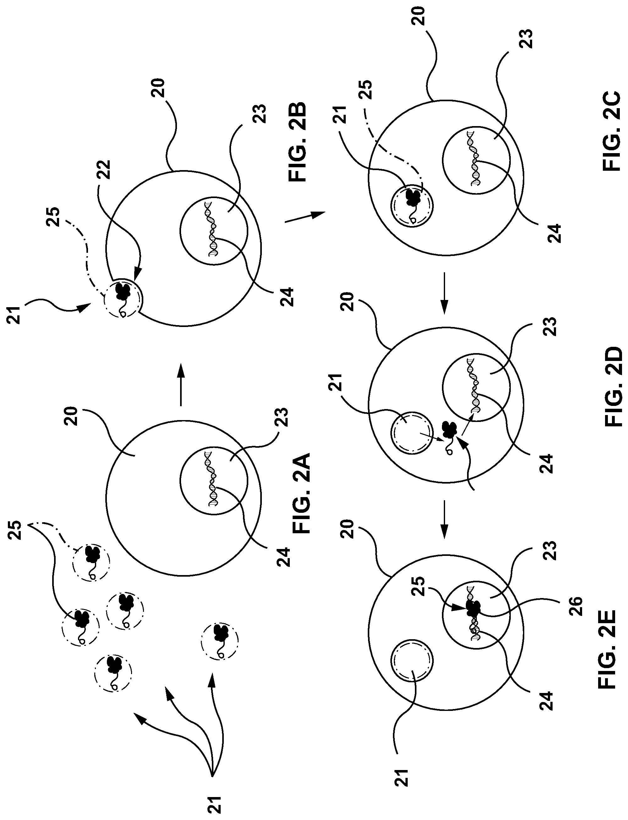 Patent US11814658 Figure 2 – Lipid-encapsulated dual-cleaving endonuclease for DNA and gene editing