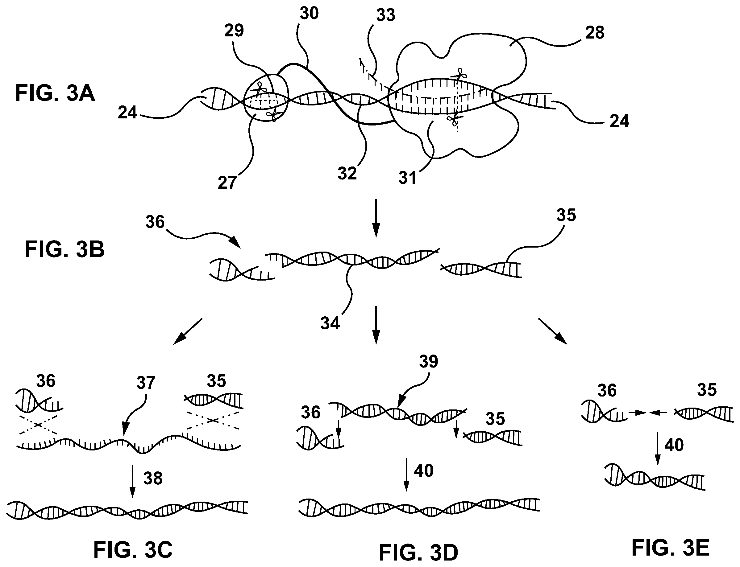 Patent US11814658 Figure 3 – Lipid-encapsulated dual-cleaving endonuclease for DNA and gene editing
