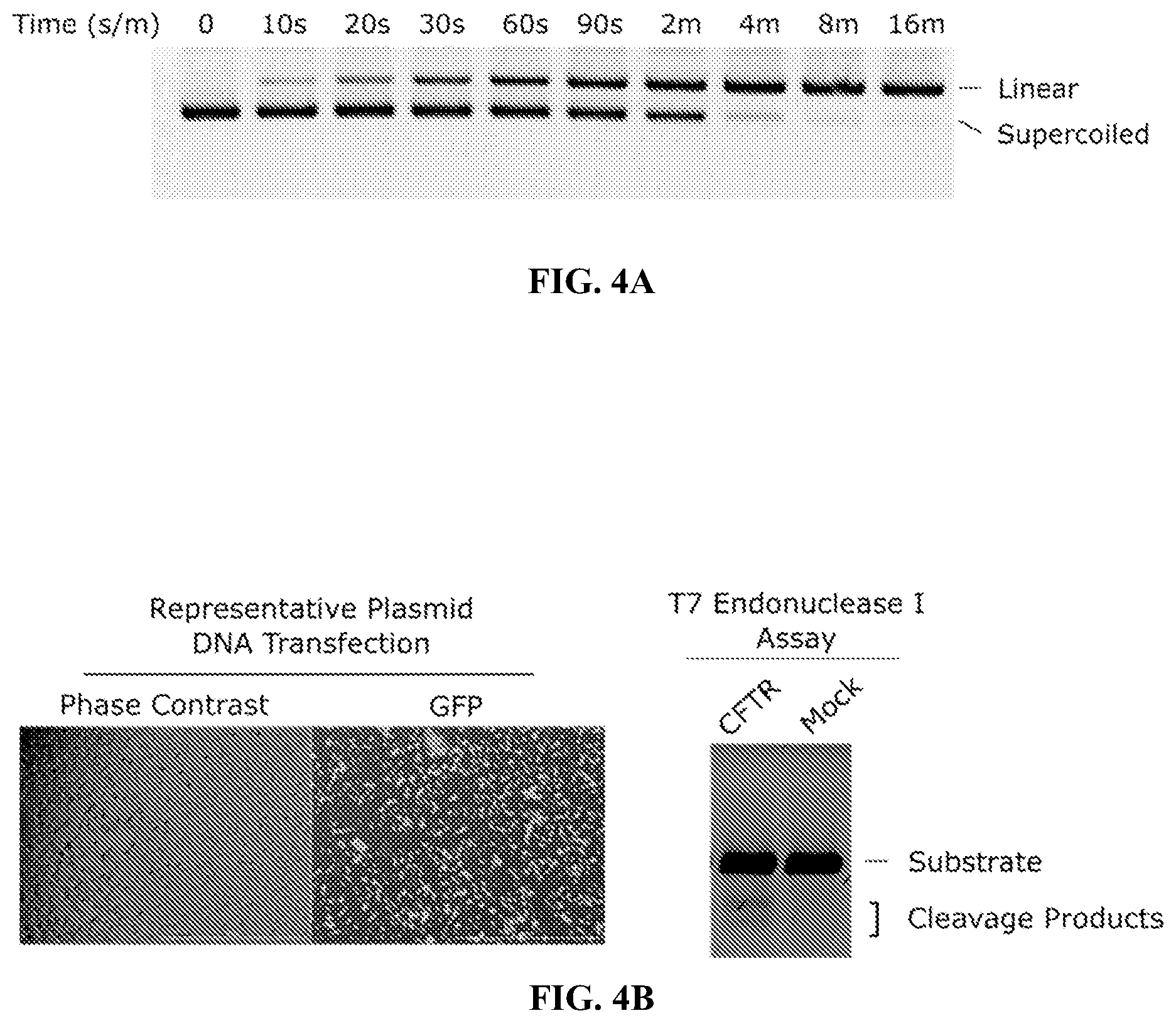 Patent US11814658 Figure 4 – Lipid-encapsulated dual-cleaving endonuclease for DNA and gene editing