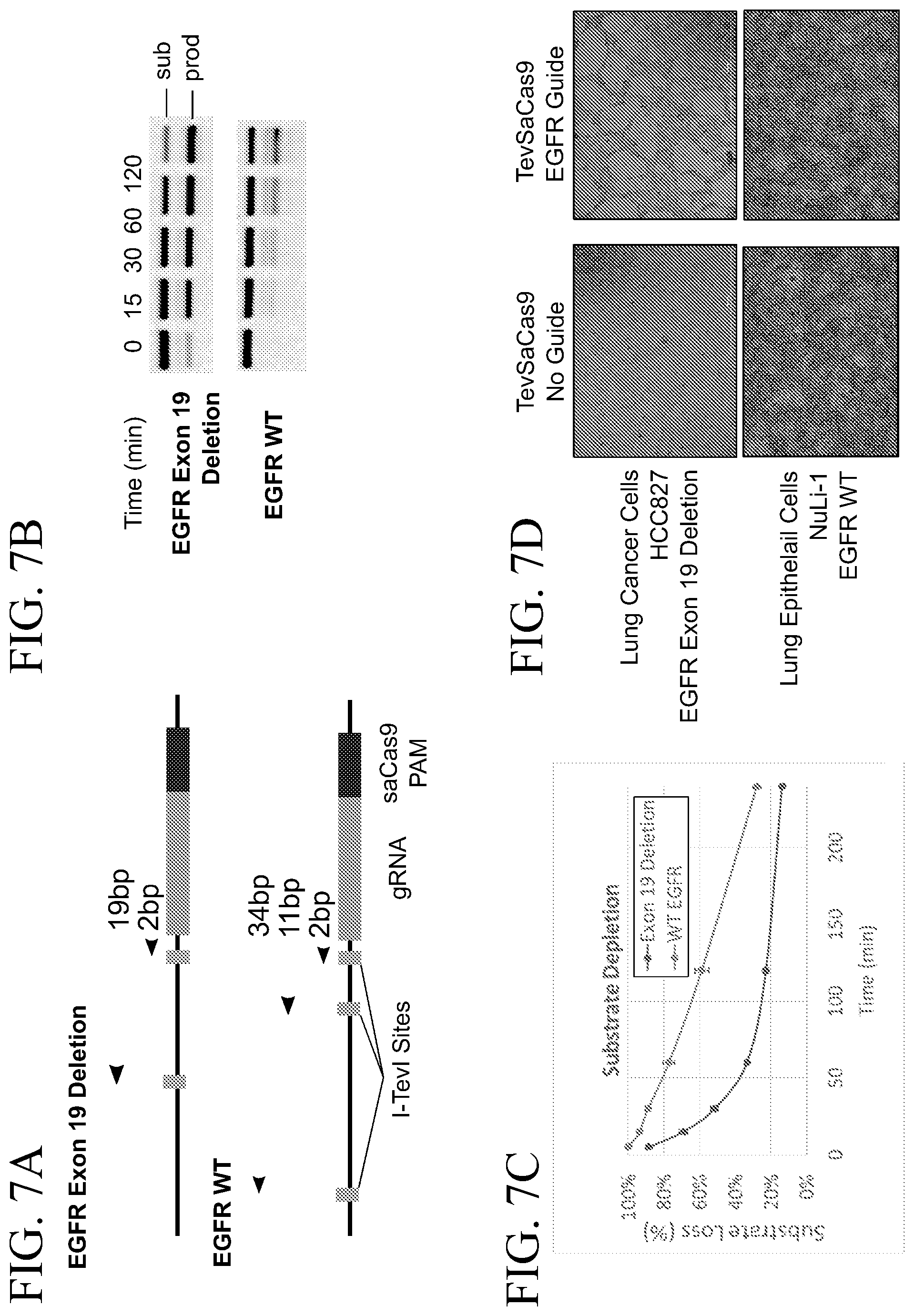 Patent US11814658 Figure 7 – Lipid-encapsulated dual-cleaving endonuclease for DNA and gene editing