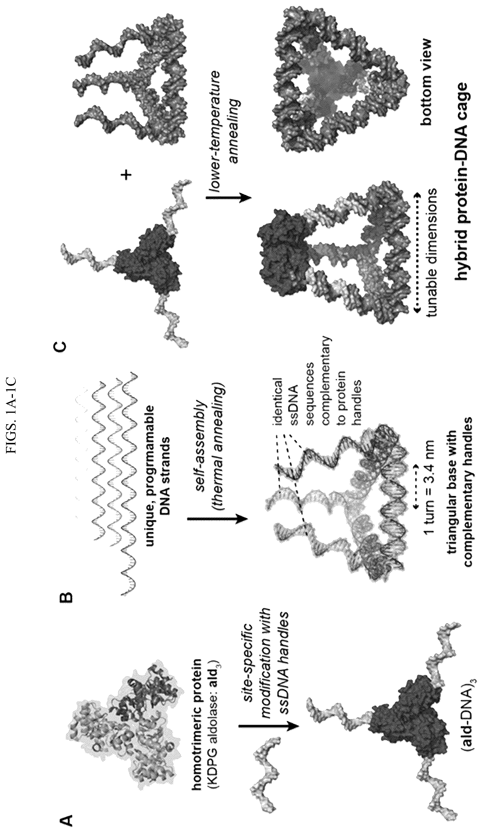 Patent US11814659 Figure 1 – Tunable nanoscale cages from self-assembling DNA and protein building blocks