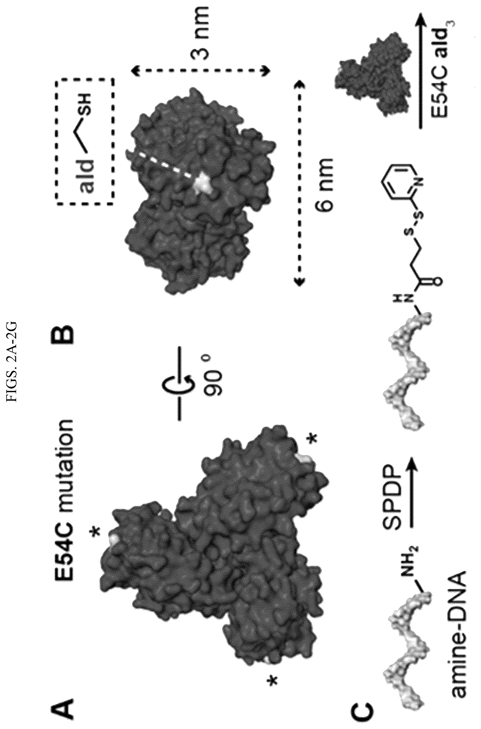 Patent US11814659 Figure 2 – Tunable nanoscale cages from self-assembling DNA and protein building blocks