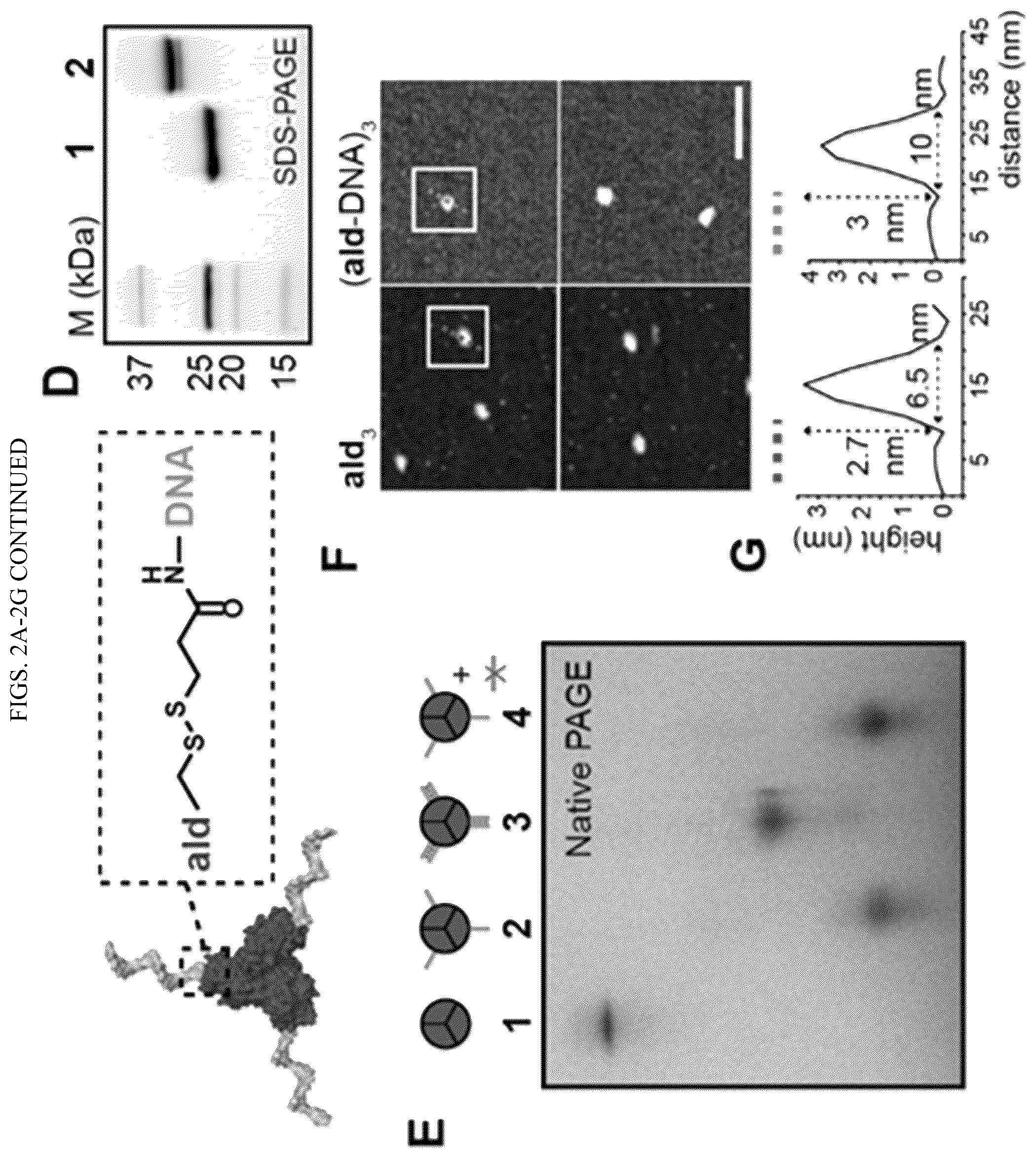 Patent US11814659 Figure 3 – Tunable nanoscale cages from self-assembling DNA and protein building blocks