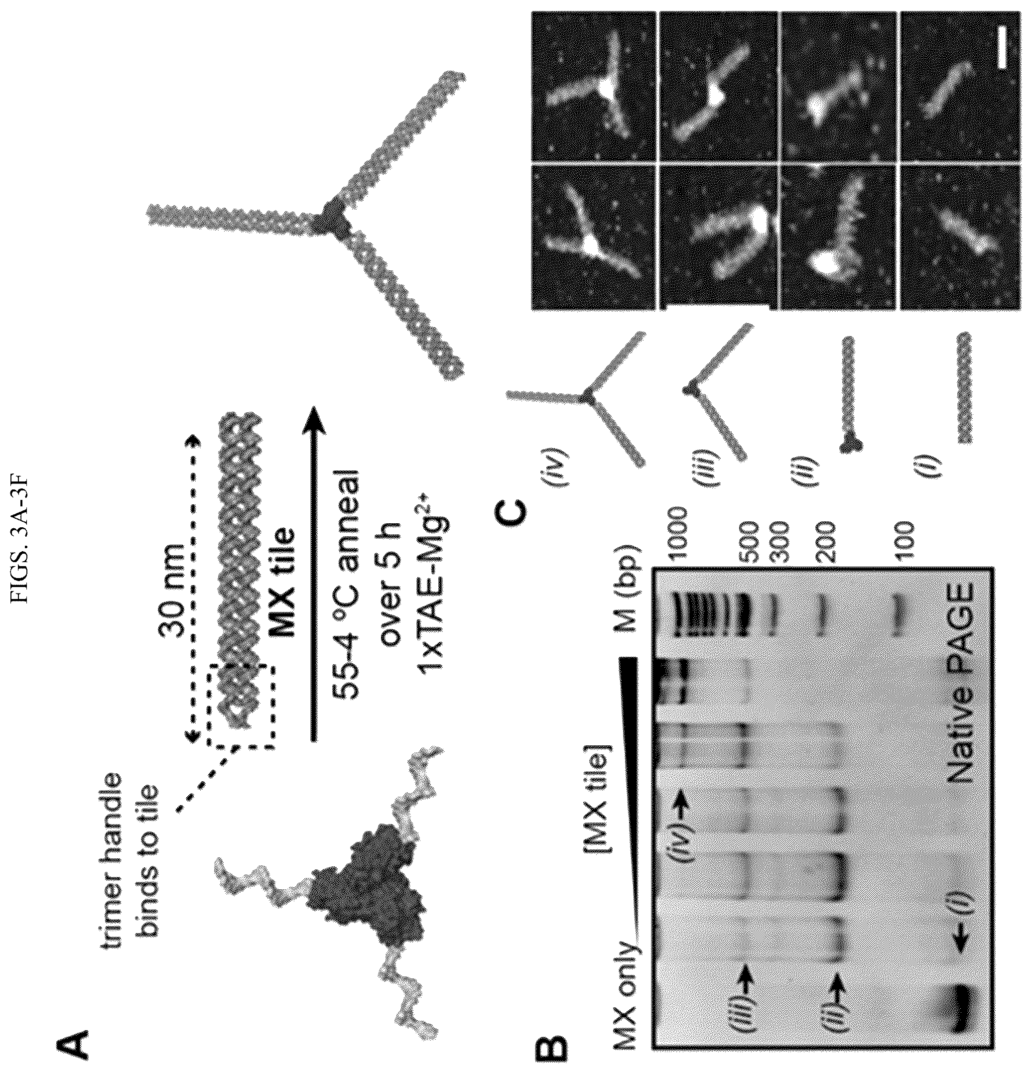 Patent US11814659 Figure 4 – Tunable nanoscale cages from self-assembling DNA and protein building blocks