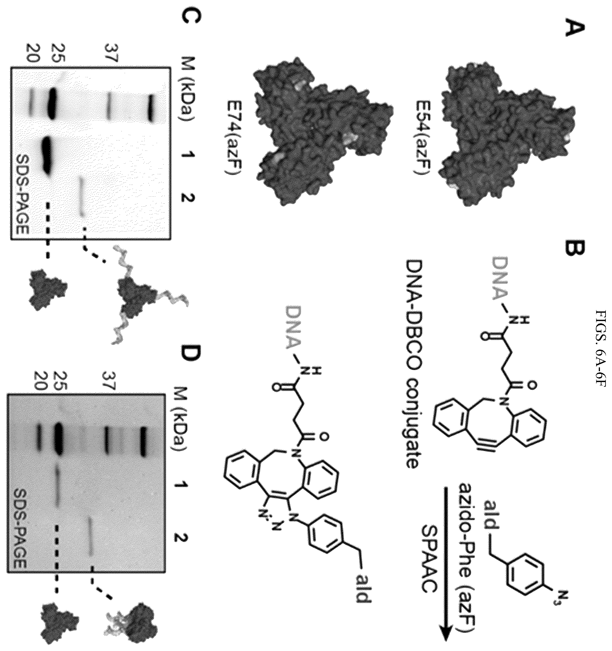 Patent US11814659 Figure 9 – Tunable nanoscale cages from self-assembling DNA and protein building blocks