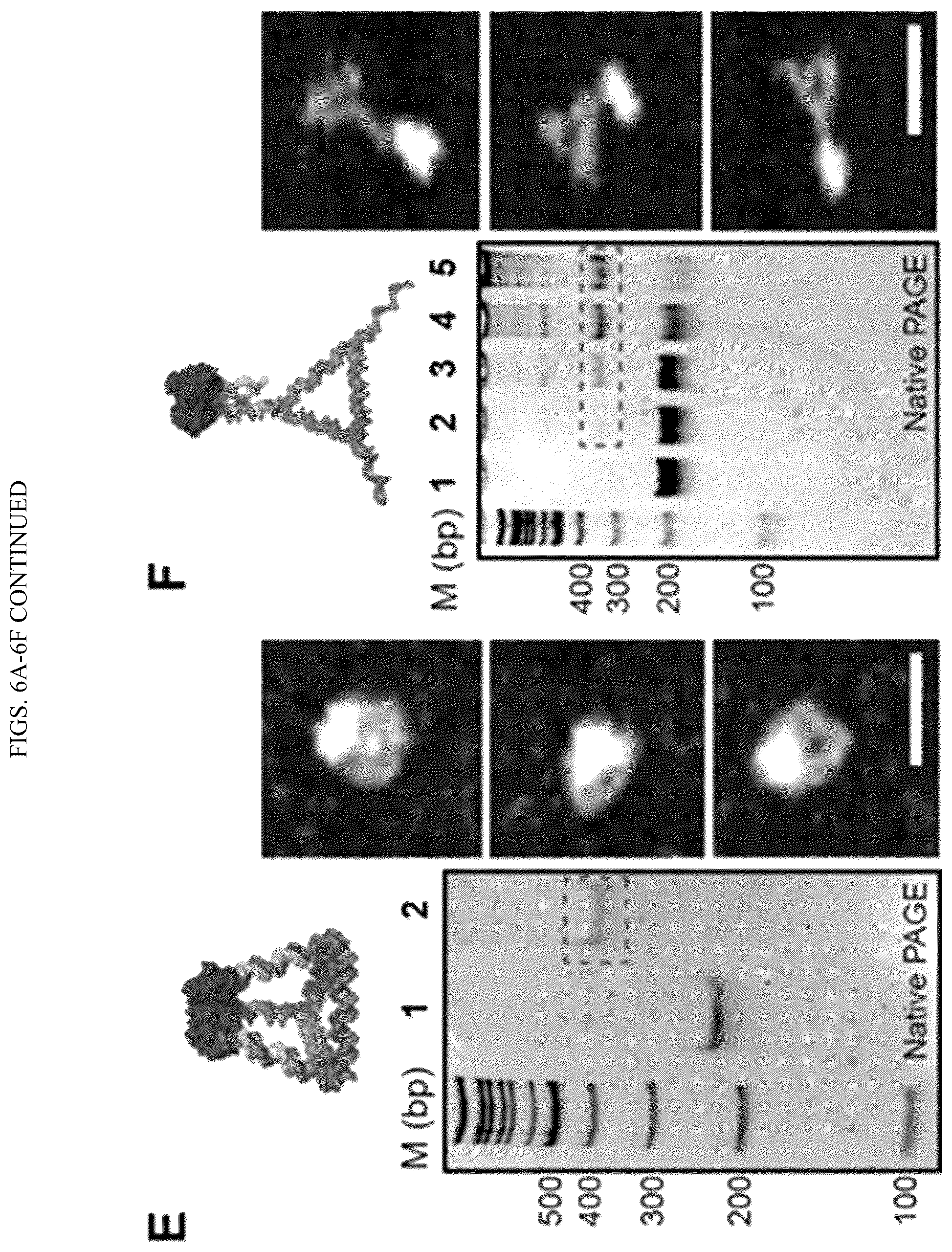 Patent US11814659 Figure 10 – Tunable nanoscale cages from self-assembling DNA and protein building blocks