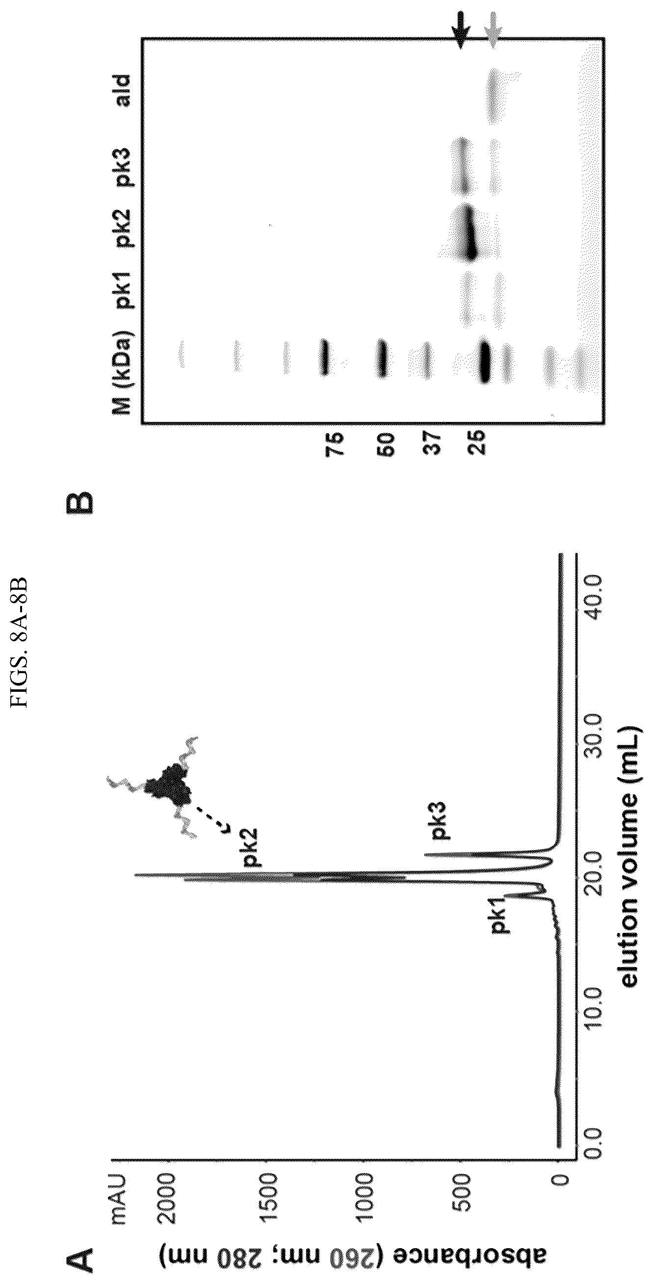 Patent US11814659 Figure 13 – Tunable nanoscale cages from self-assembling DNA and protein building blocks