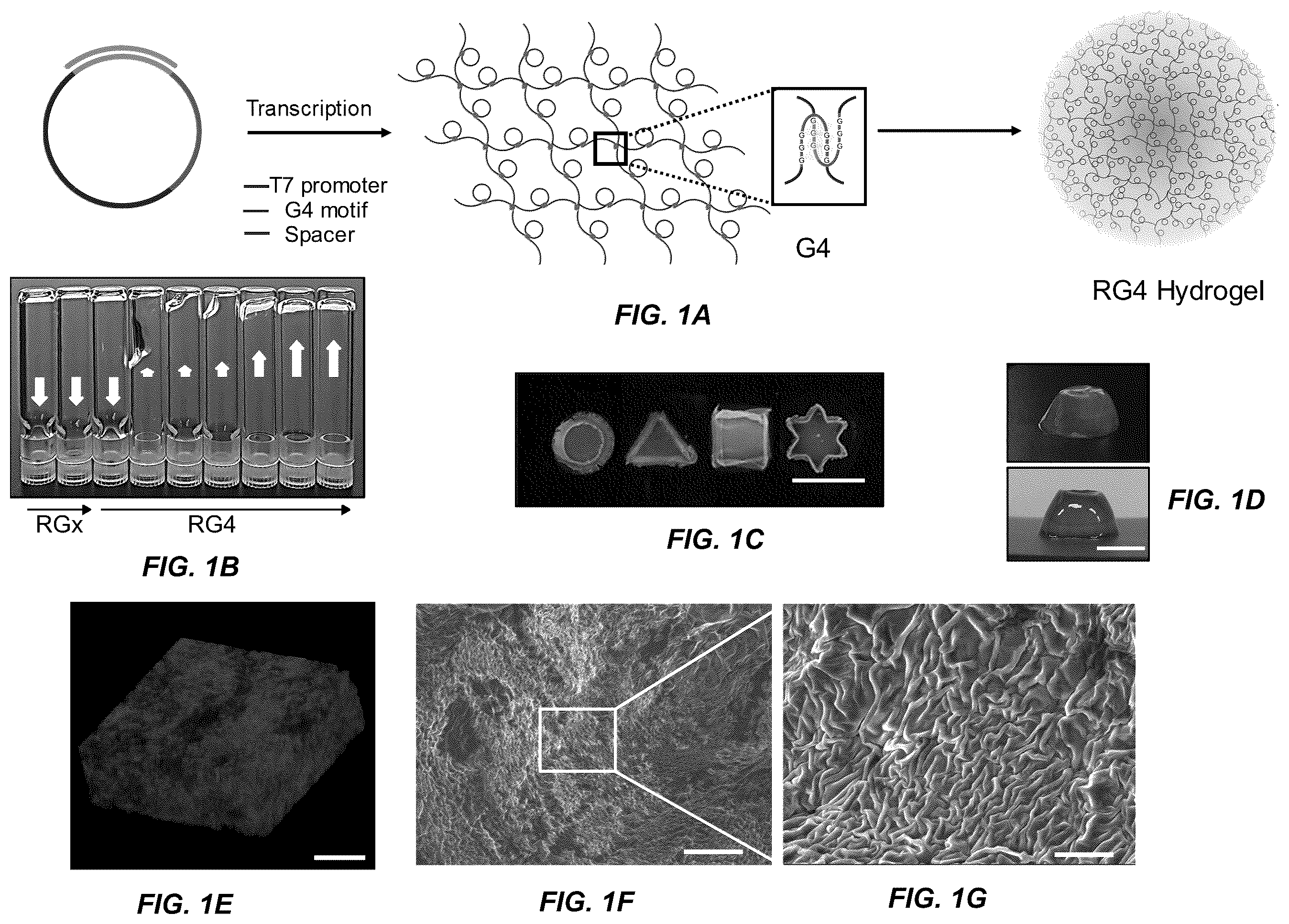 Patent US11814662 Figure 1 – Programmed DNA-driven self-assembled RNA hydrogel