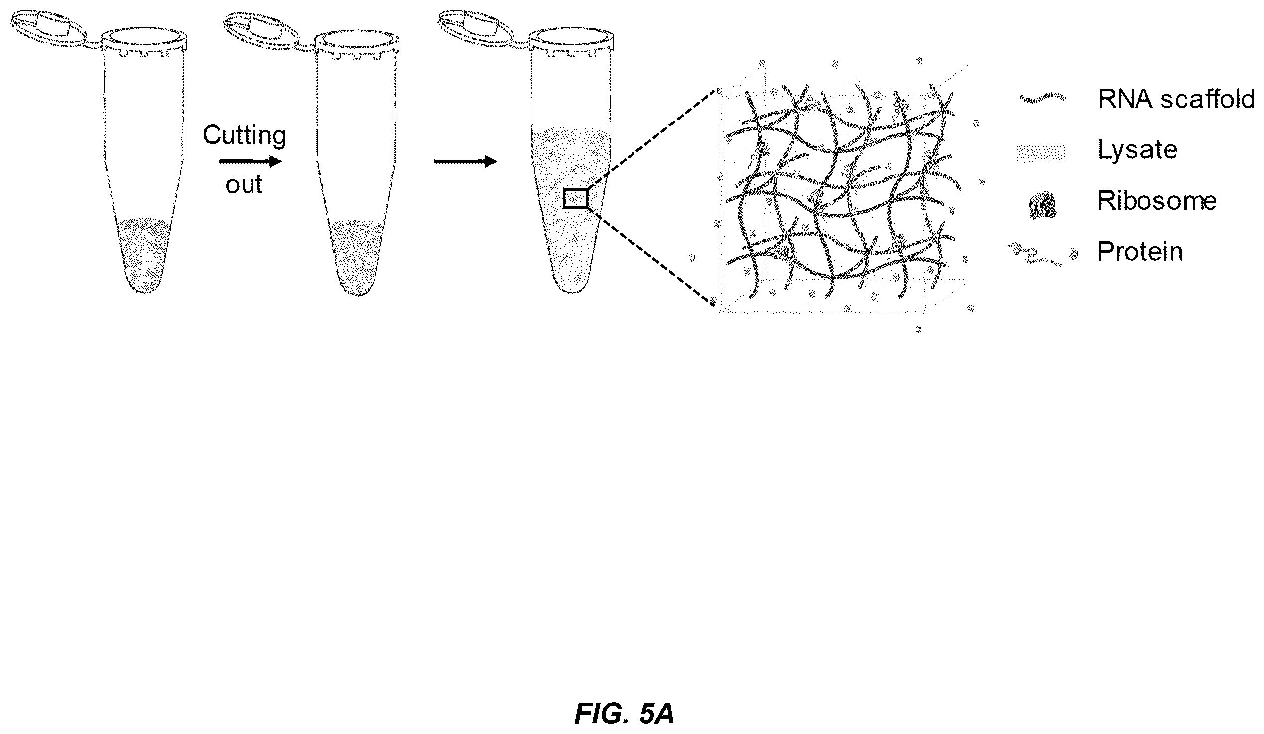 Patent US11814662 Figure 10 – Programmed DNA-driven self-assembled RNA hydrogel