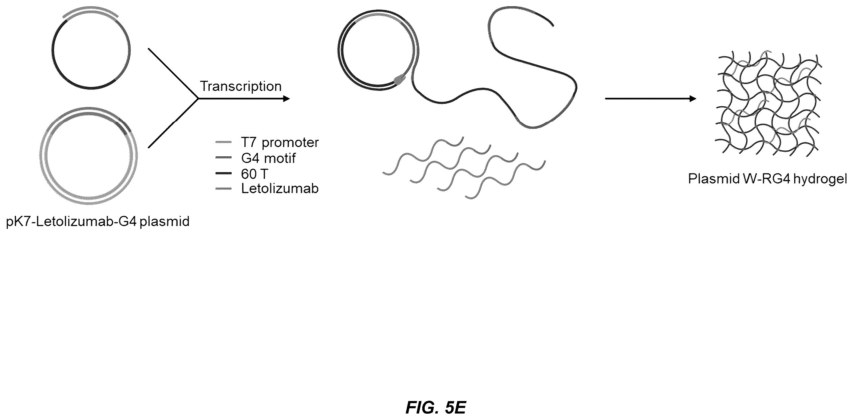 Patent US11814662 Figure 12 – Programmed DNA-driven self-assembled RNA hydrogel