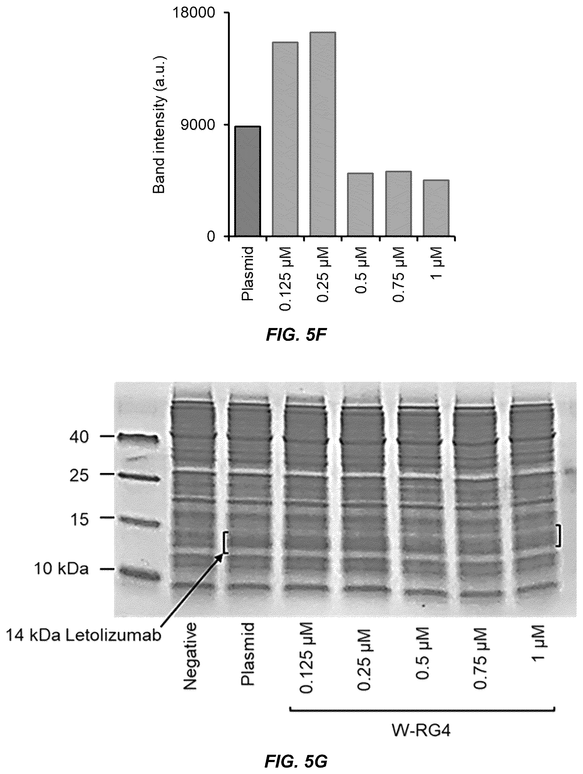 Patent US11814662 Figure 13 – Programmed DNA-driven self-assembled RNA hydrogel