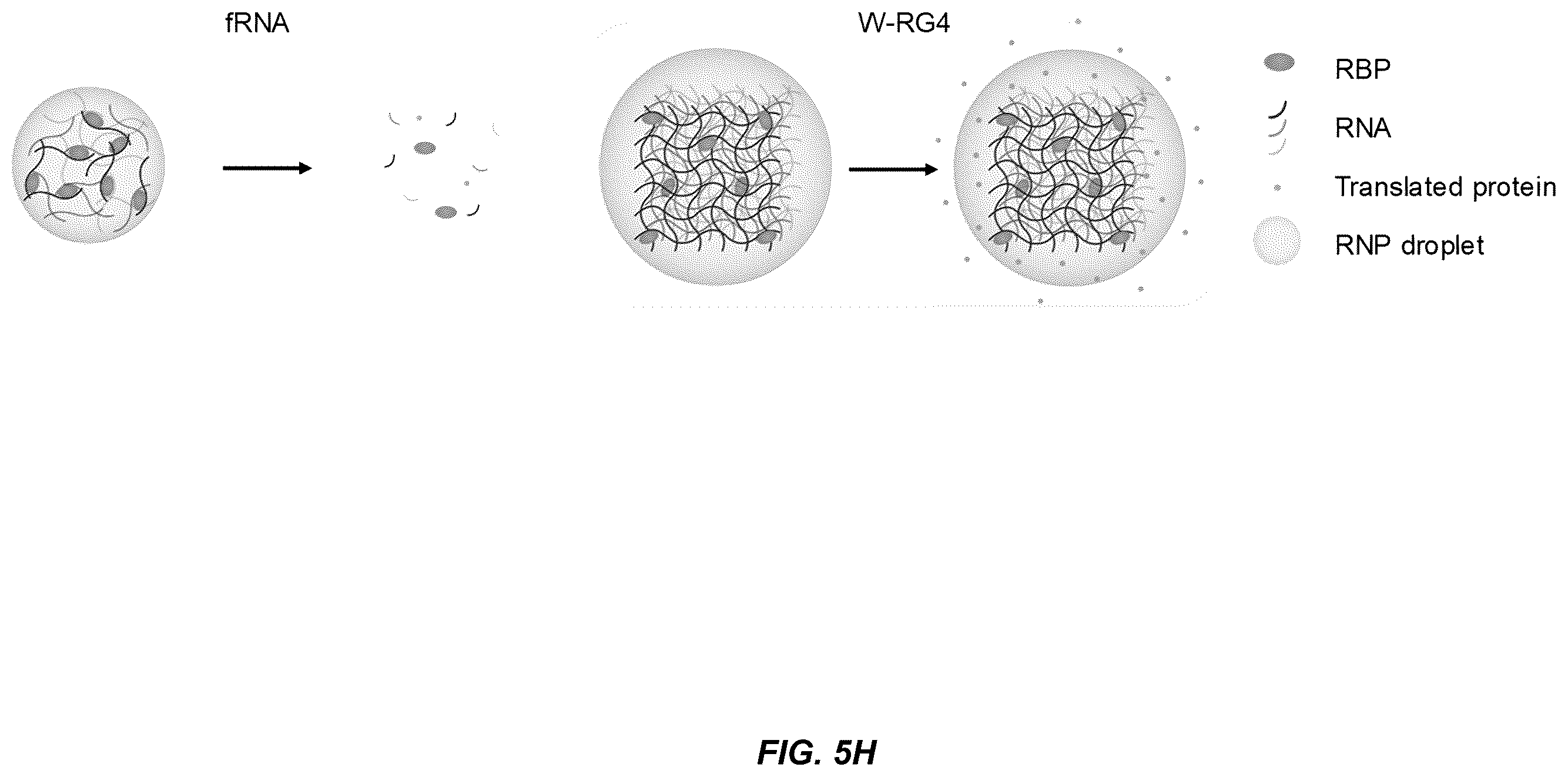 Patent US11814662 Figure 14 – Programmed DNA-driven self-assembled RNA hydrogel