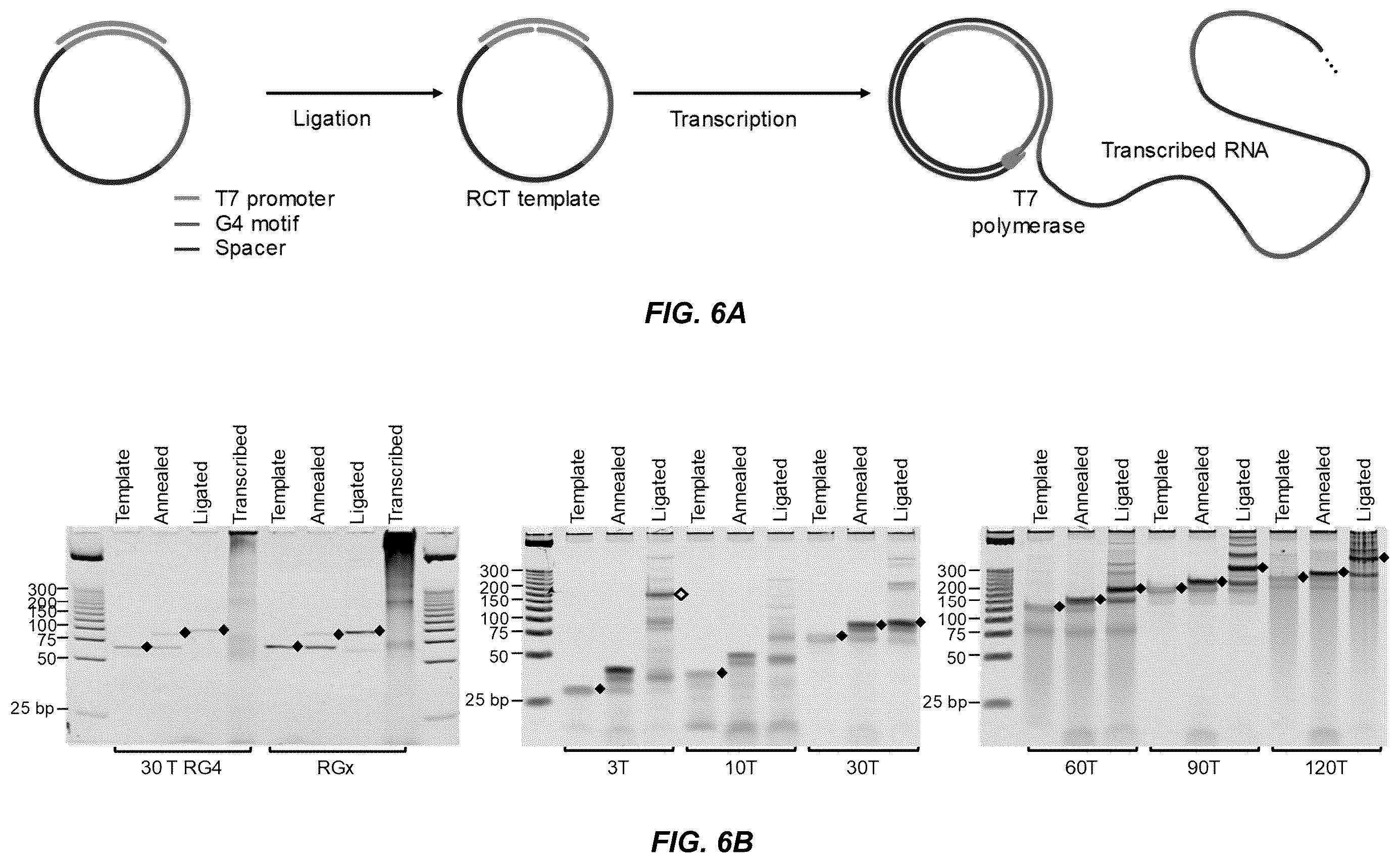 Patent US11814662 Figure 16 – Programmed DNA-driven self-assembled RNA hydrogel