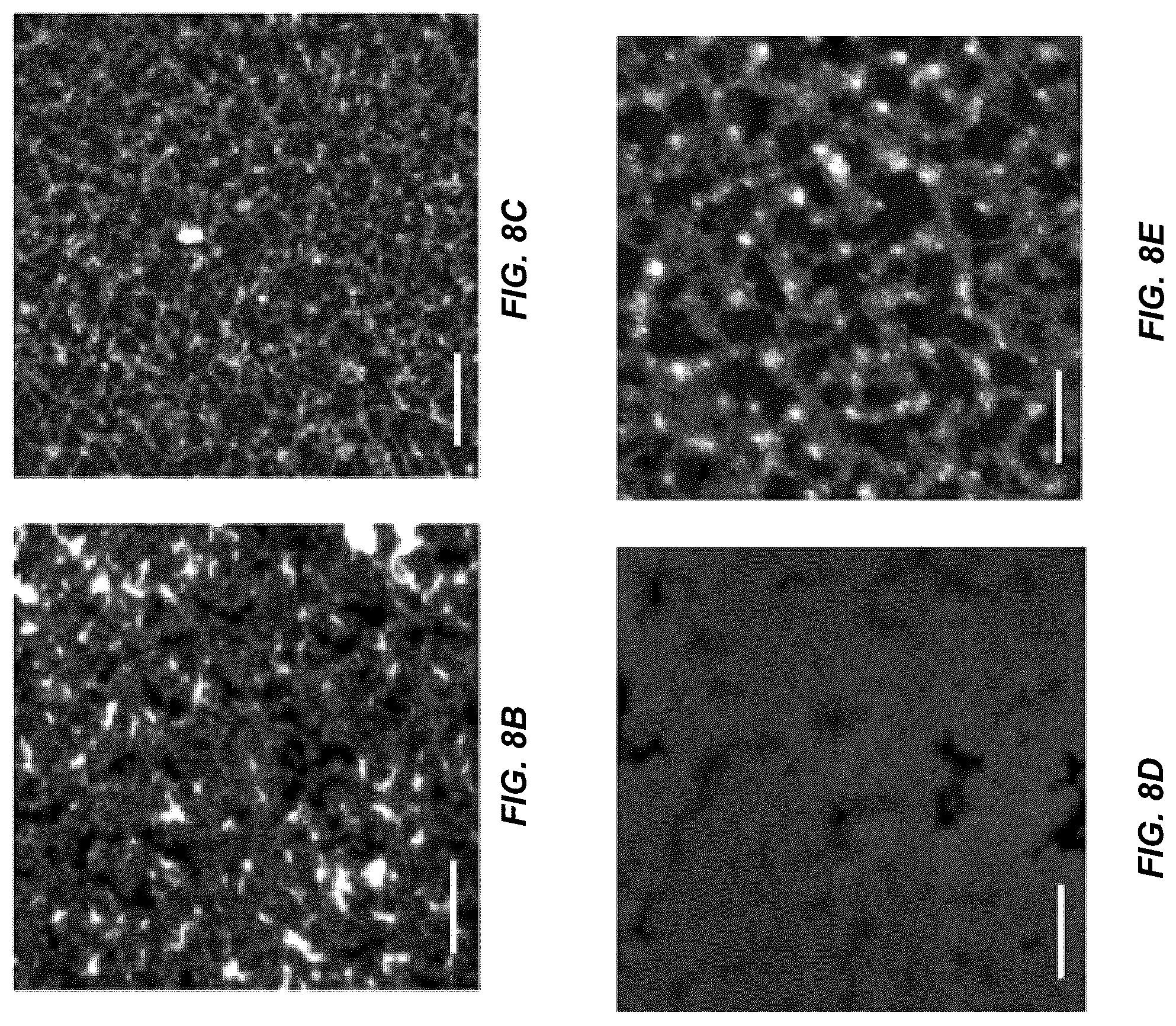 Patent US11814662 Figure 19 – Programmed DNA-driven self-assembled RNA hydrogel