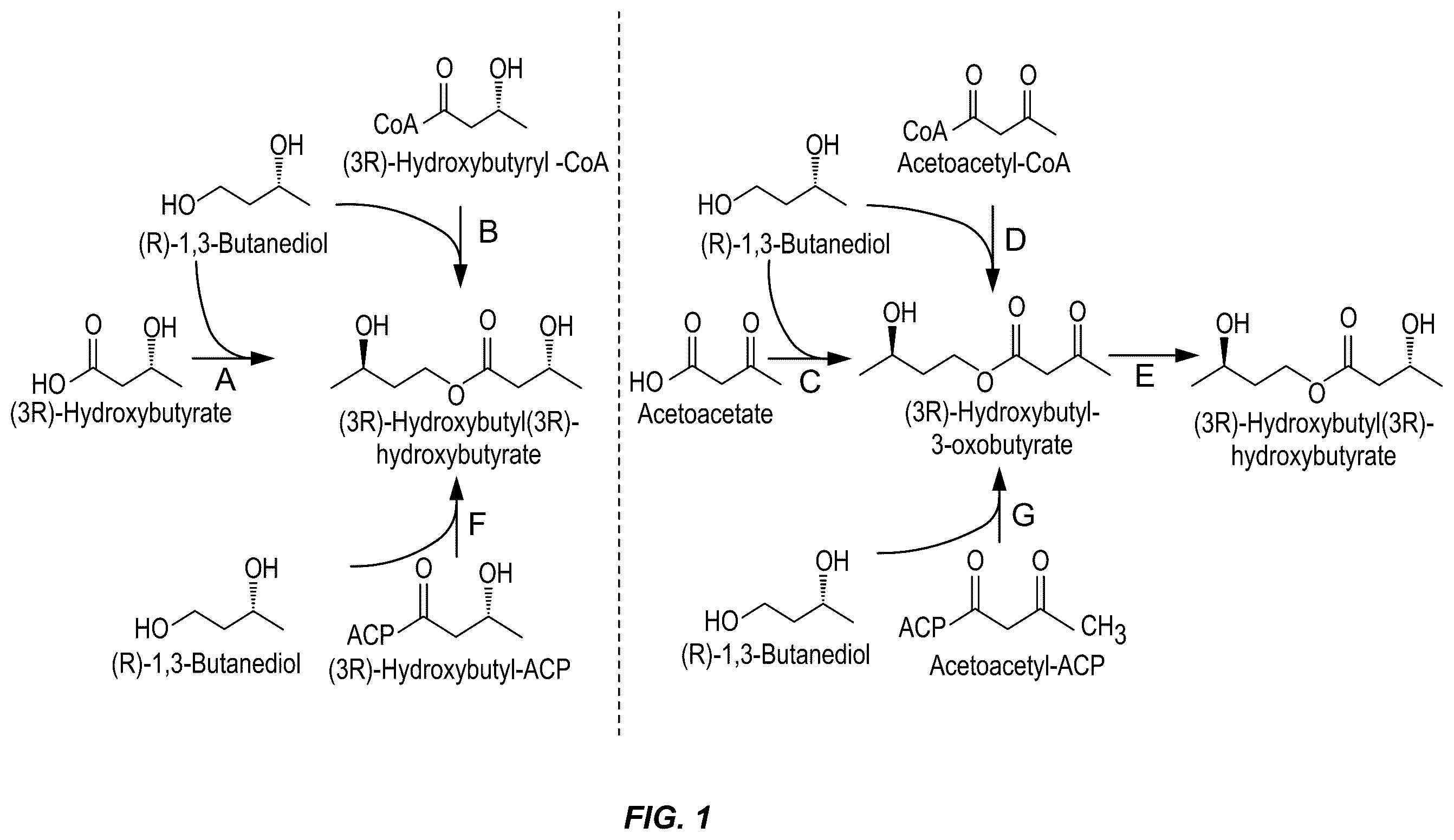 Patent US11814664 — Microorganisms and methods for producing (3R)-hydroxybutyl (3R)-hydroxybutyrate — Figure 1
