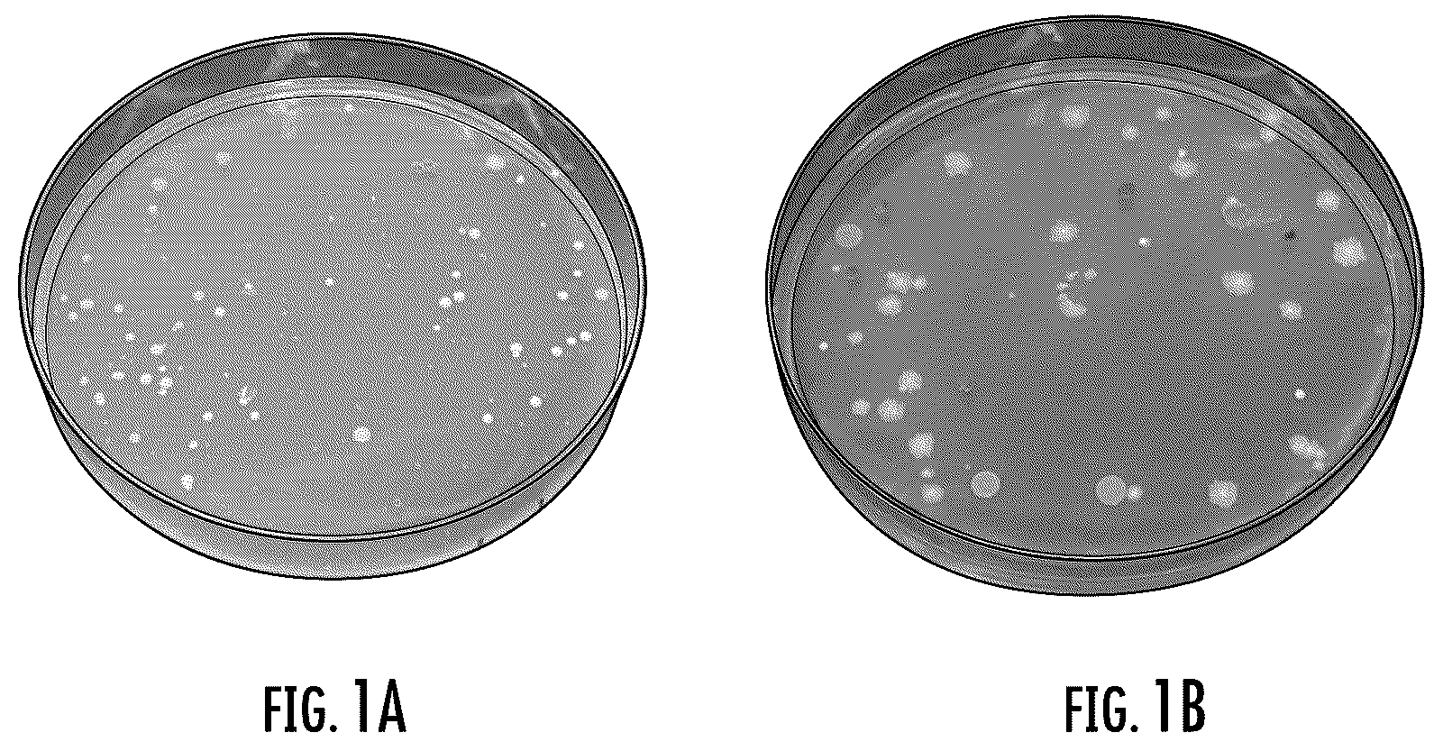 Patent US11814668 Figure 1 – Detection of Mycobacterium on growth media
