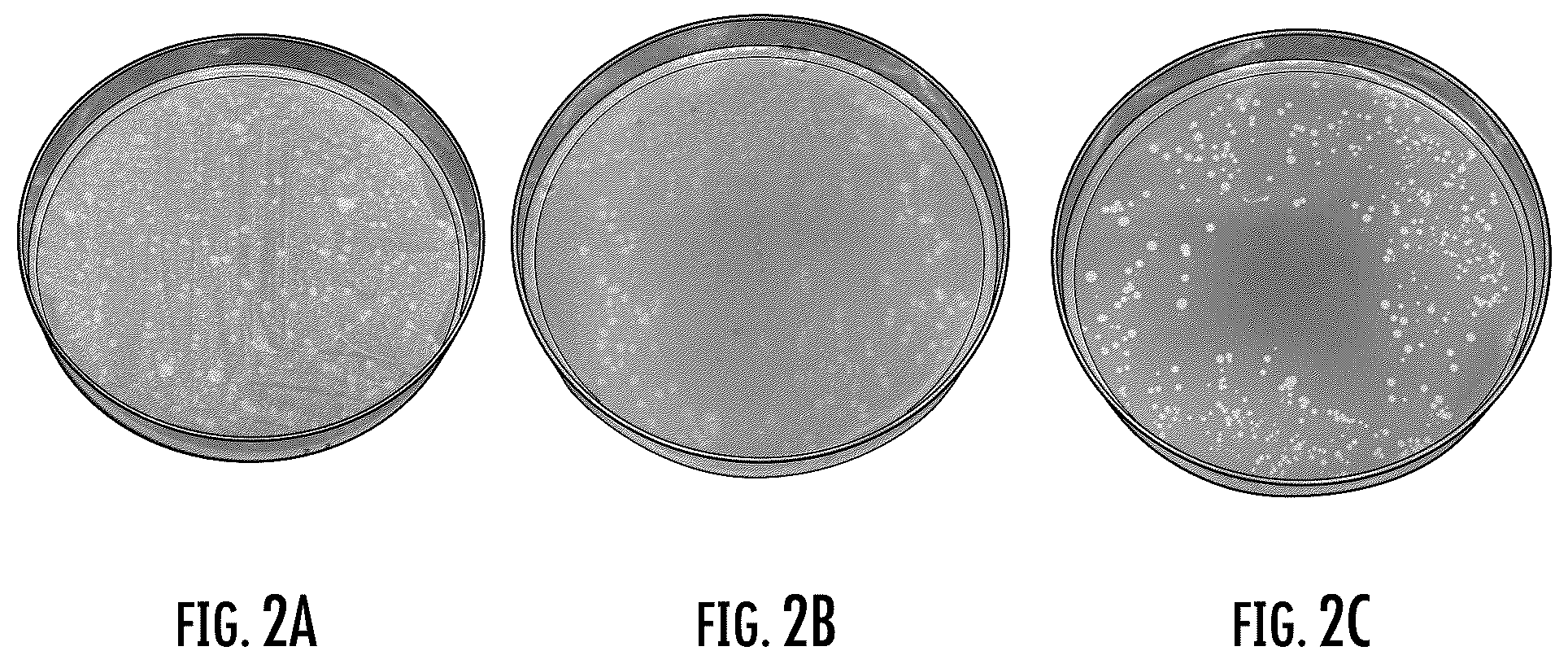 Patent US11814668 Figure 2 – Detection of Mycobacterium on growth media
