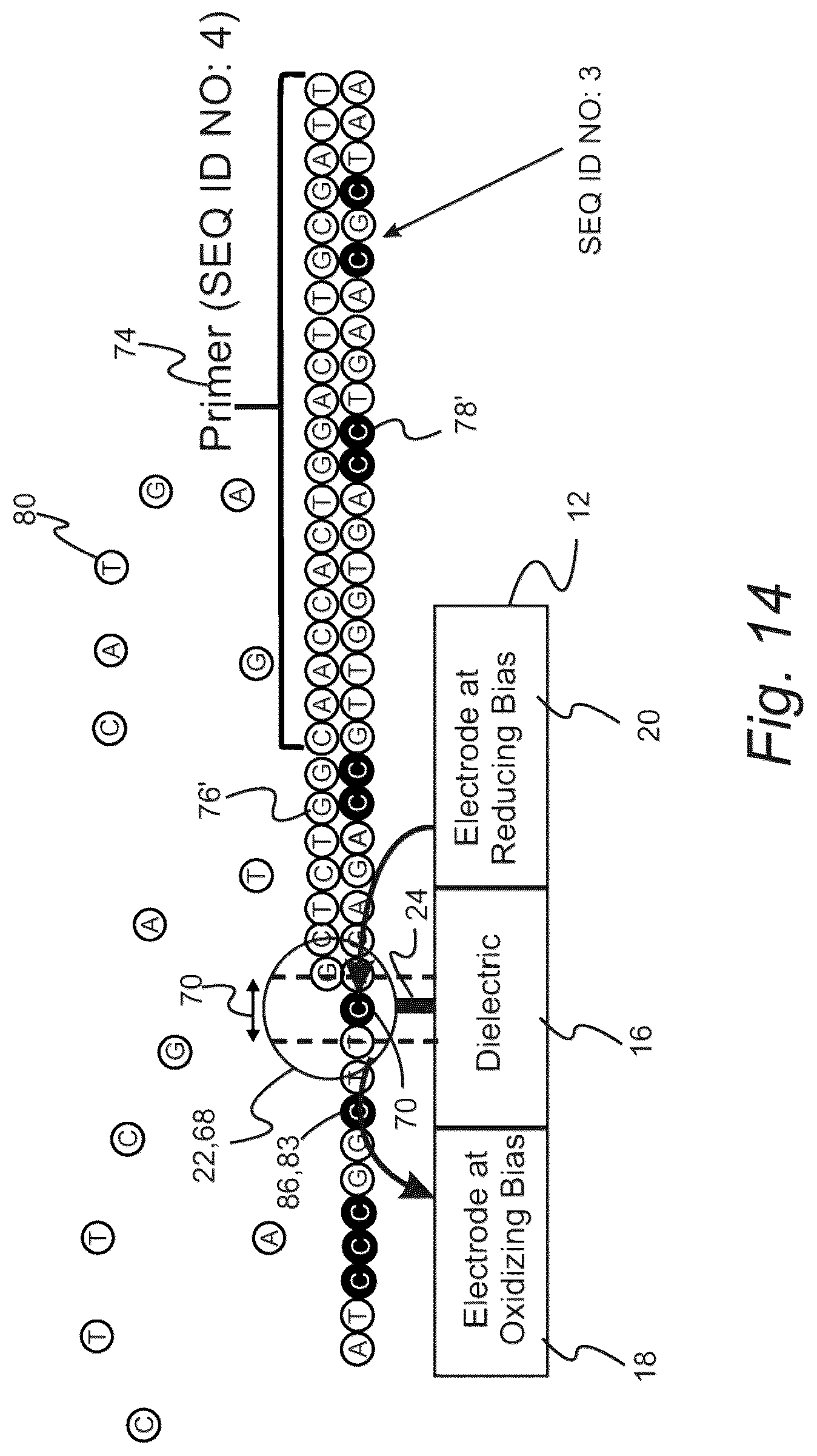 Patent US11814675 Figure 15 – Edge sequencing with an immobilized translocator
