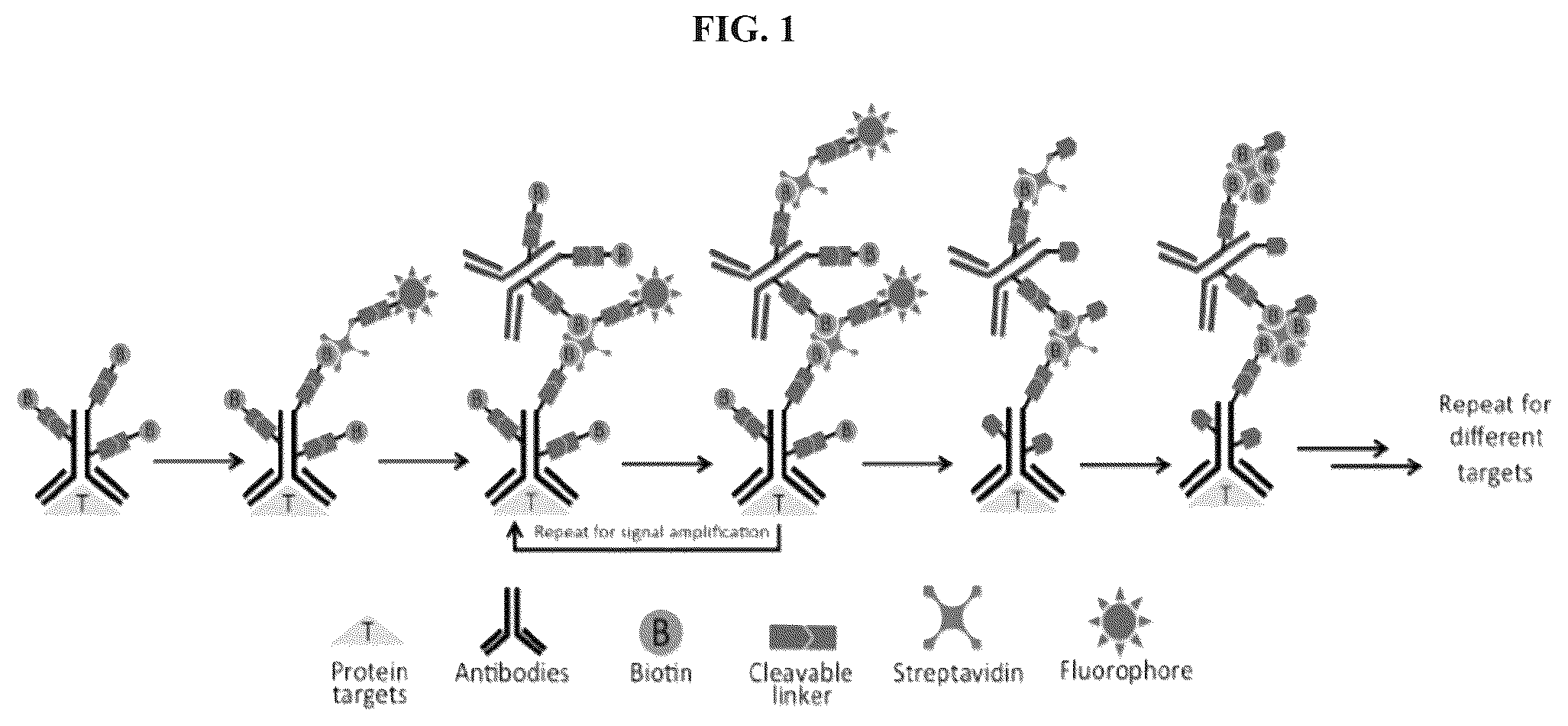 Patent US11814677 Figure 1 – Methods and systems for sensitive and multiplexed analysis of biological samples using cleavable fluorescent streptavidin and anti-hapten antibodies