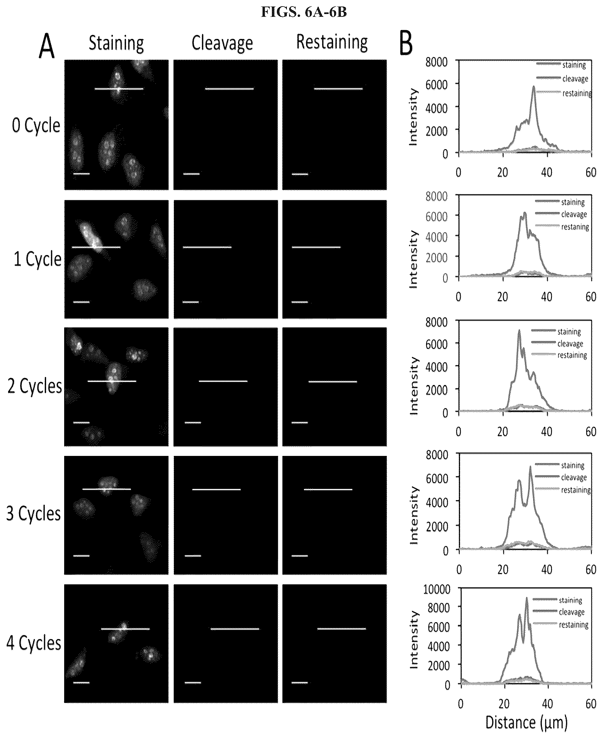 Patent US11814677 Figure 6 – Methods and systems for sensitive and multiplexed analysis of biological samples using cleavable fluorescent streptavidin and anti-hapten antibodies