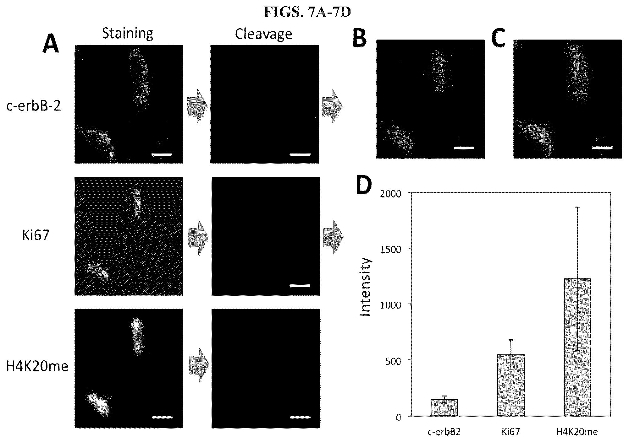Patent US11814677 Figure 7 – Methods and systems for sensitive and multiplexed analysis of biological samples using cleavable fluorescent streptavidin and anti-hapten antibodies