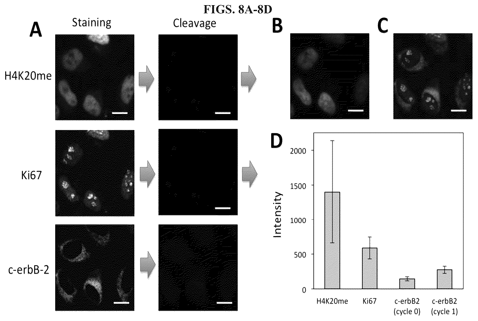 Patent US11814677 Figure 8 – Methods and systems for sensitive and multiplexed analysis of biological samples using cleavable fluorescent streptavidin and anti-hapten antibodies
