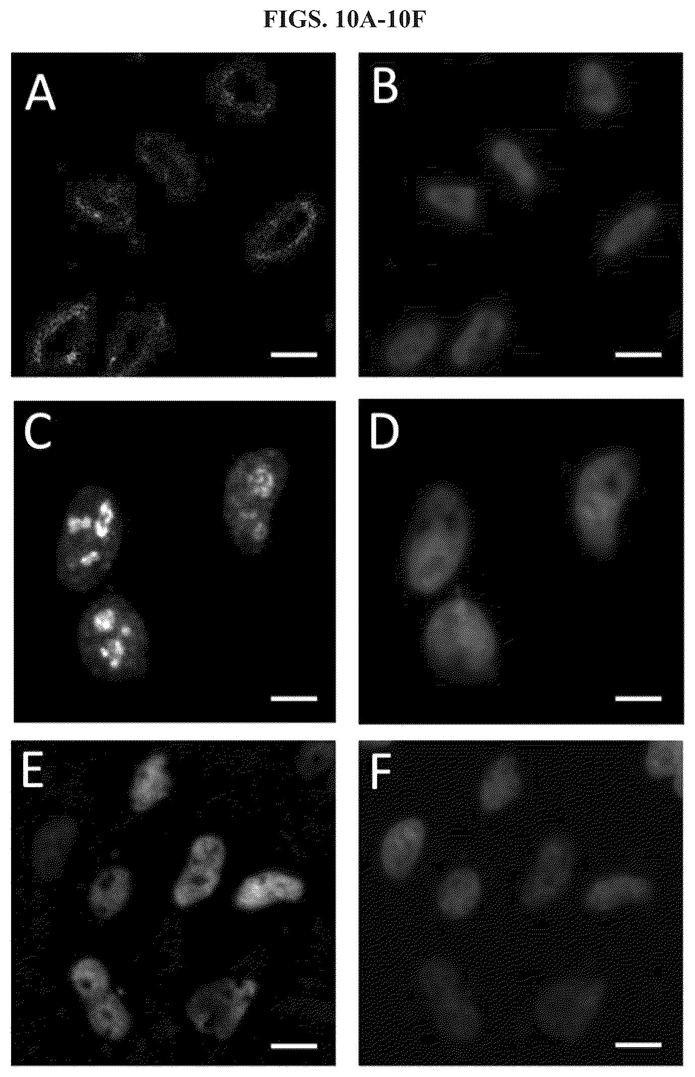 Patent US11814677 Figure 11 – Methods and systems for sensitive and multiplexed analysis of biological samples using cleavable fluorescent streptavidin and anti-hapten antibodies