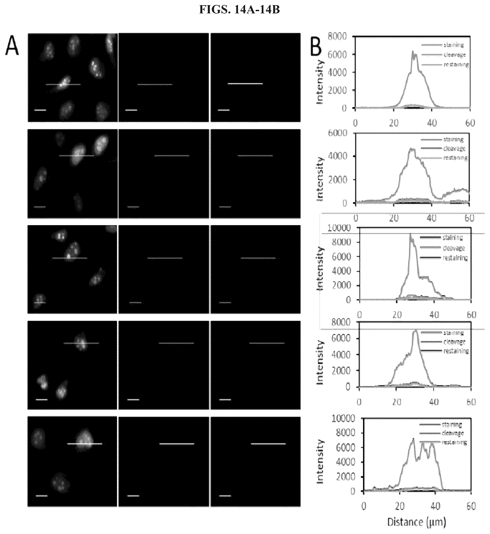 Patent US11814677 Figure 15 – Methods and systems for sensitive and multiplexed analysis of biological samples using cleavable fluorescent streptavidin and anti-hapten antibodies