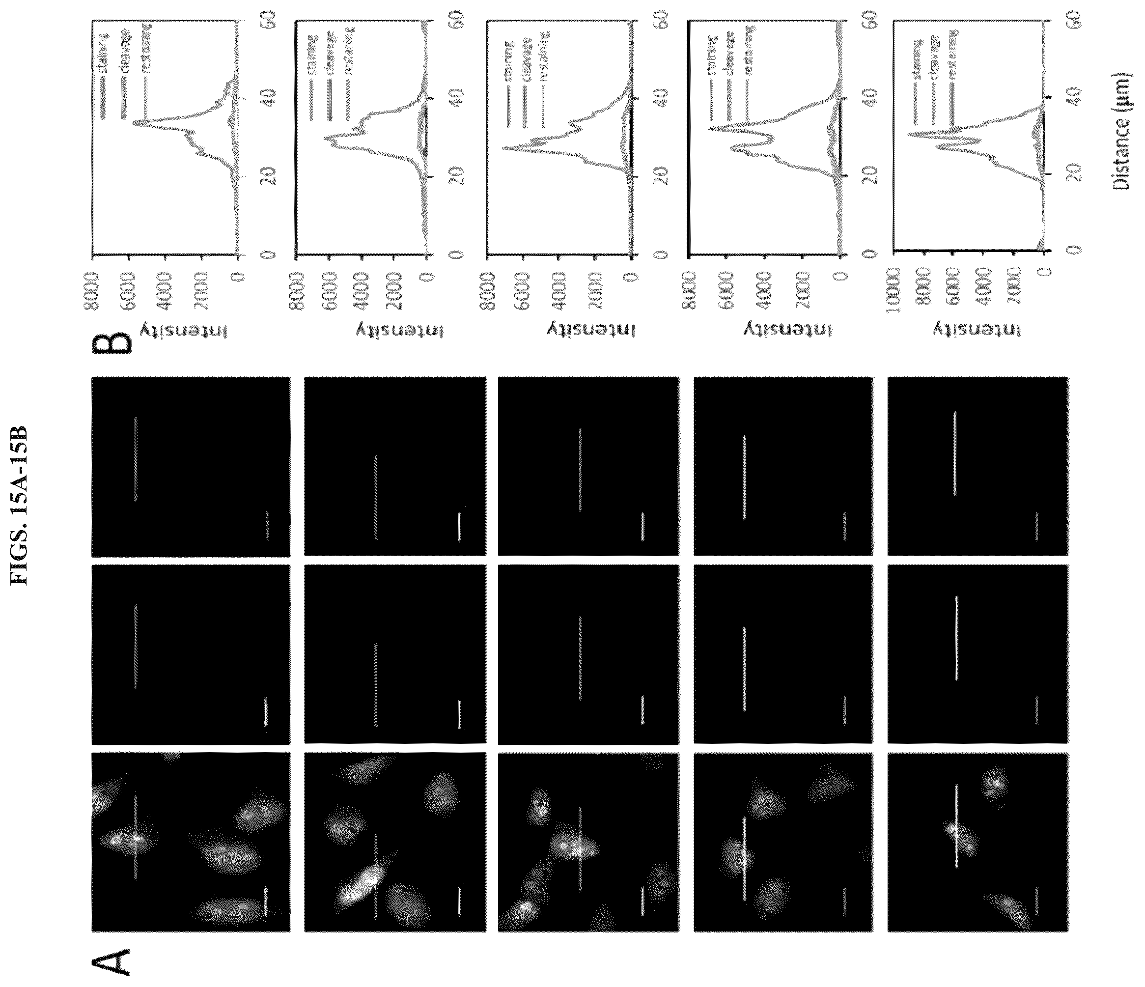 Patent US11814677 Figure 16 – Methods and systems for sensitive and multiplexed analysis of biological samples using cleavable fluorescent streptavidin and anti-hapten antibodies