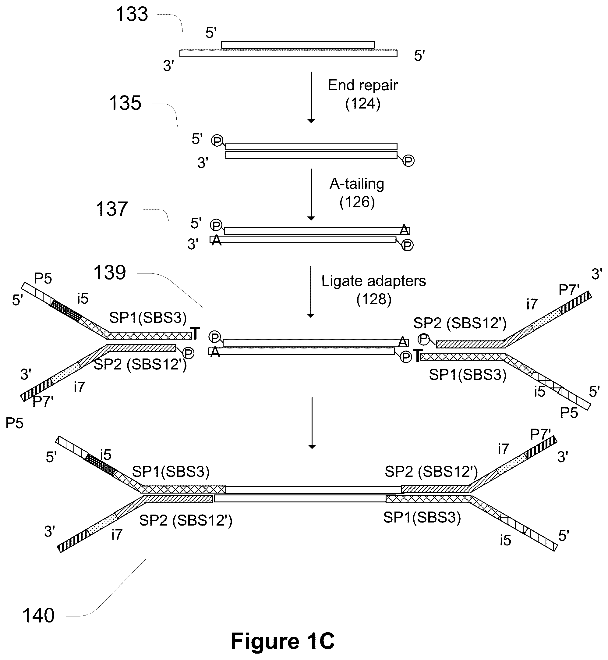 Patent US11814678 Figure 3 – Universal short adapters for indexing of polynucleotide samples