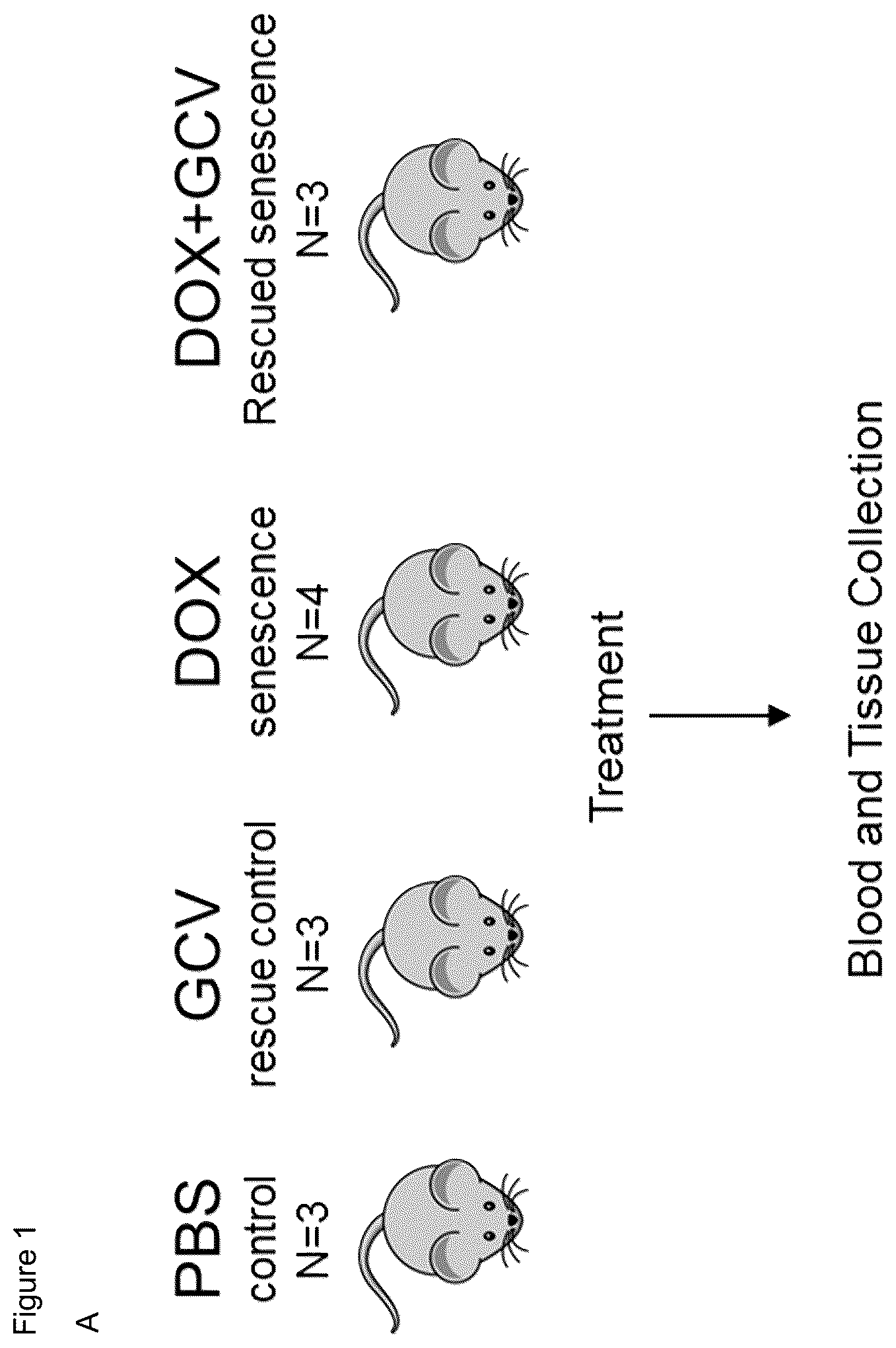 Patent US11814680 Figure 1 – Biomarkers for detecting senescent cells