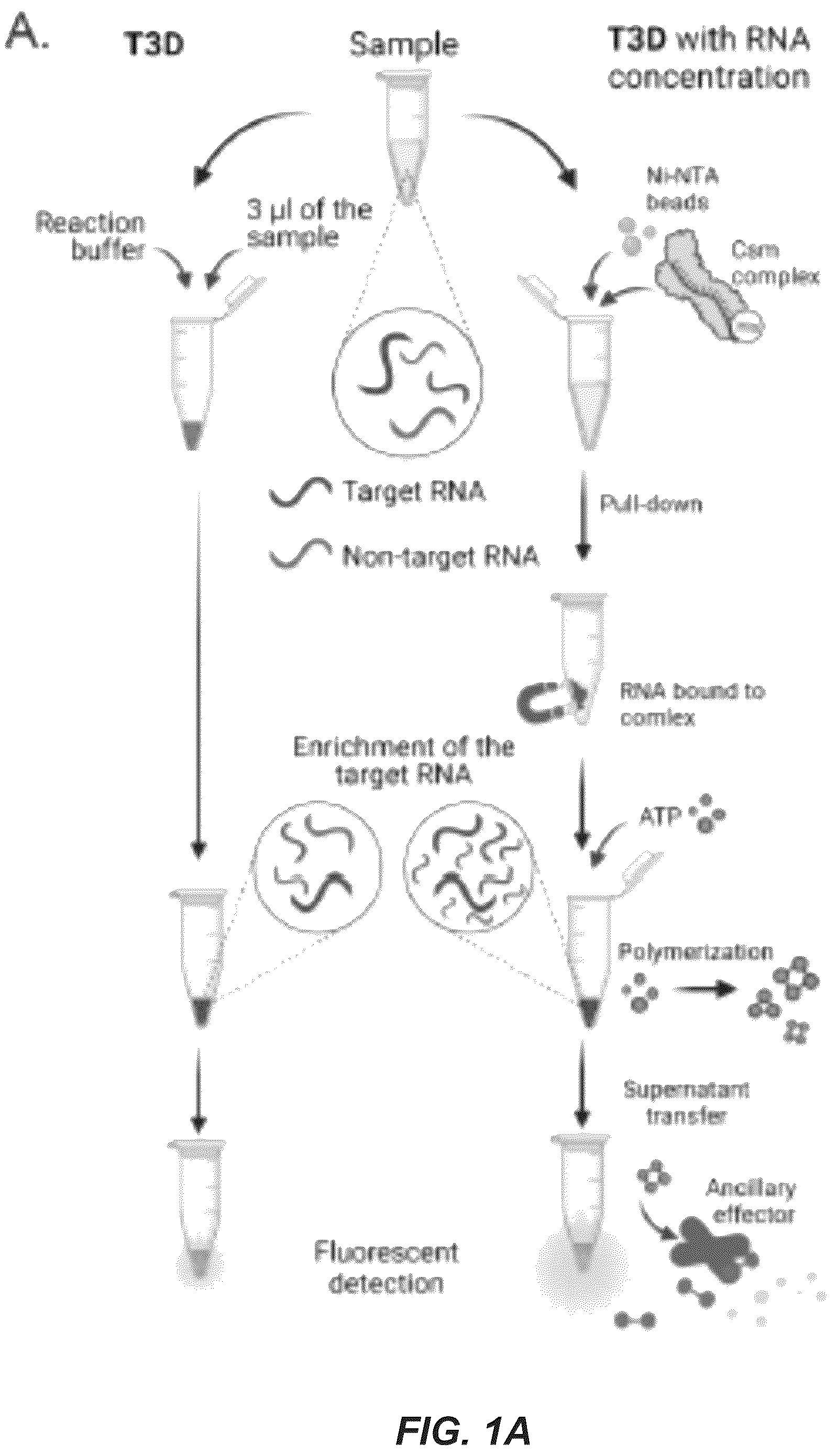 Patent US11814689 Figure 1 – Nucleic acid detection using type III CRISPR complex