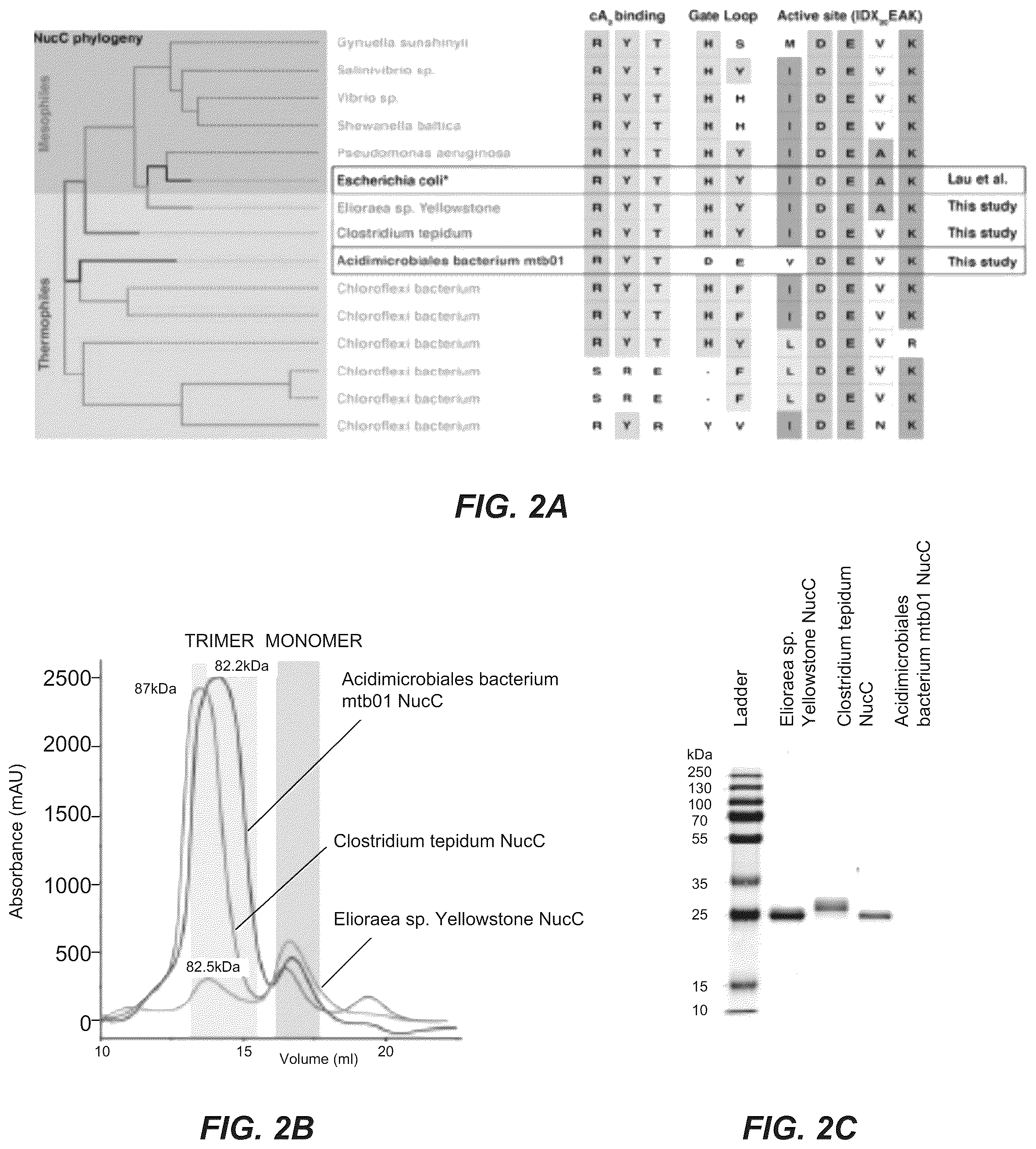 Patent US11814689 Figure 3 – Nucleic acid detection using type III CRISPR complex