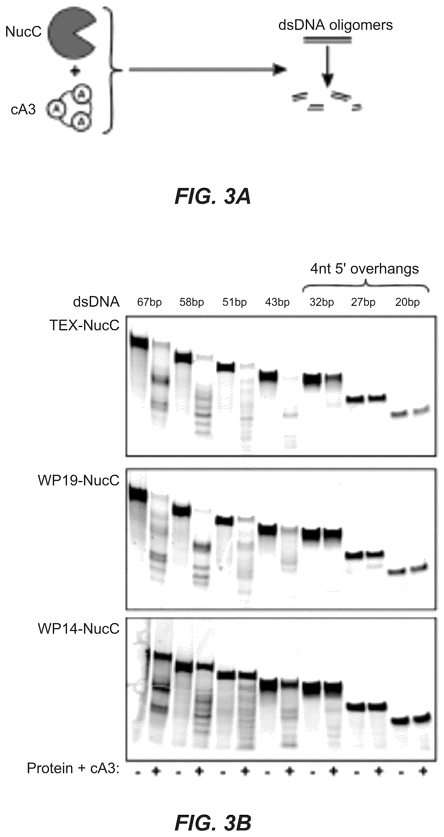 Patent US11814689 Figure 4 – Nucleic acid detection using type III CRISPR complex