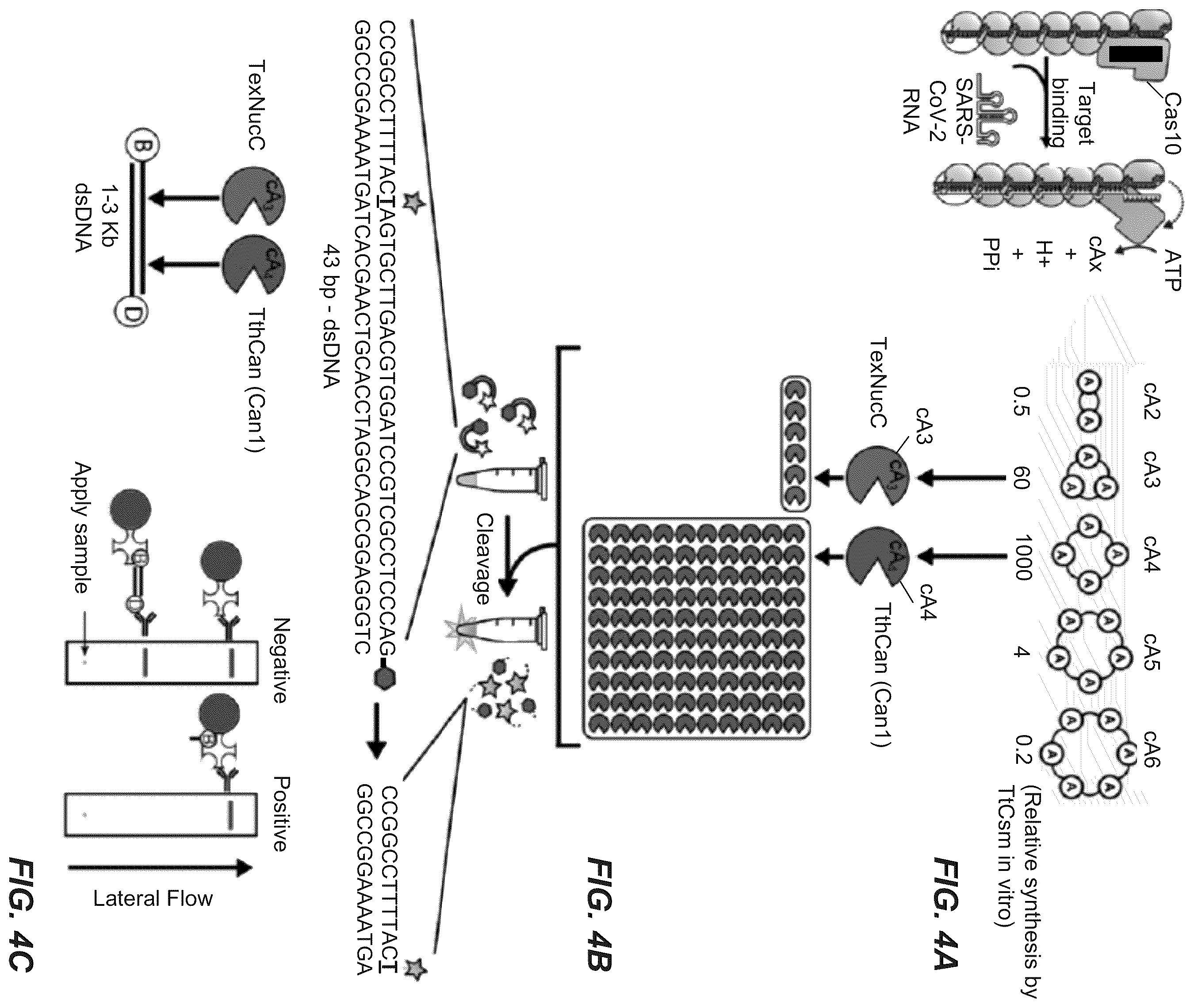Patent US11814689 Figure 5 – Nucleic acid detection using type III CRISPR complex