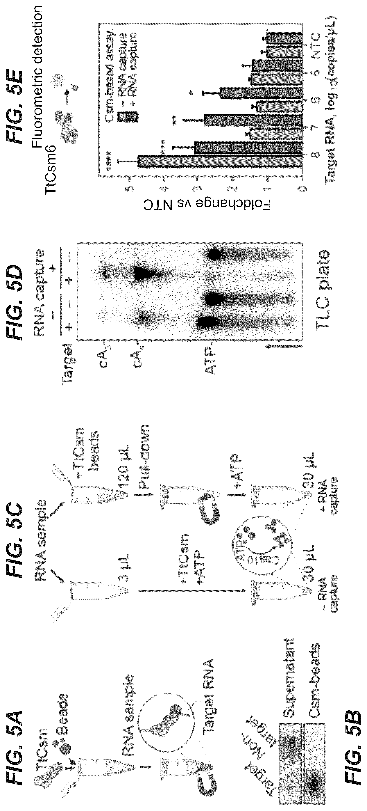 Patent US11814689 Figure 6 – Nucleic acid detection using type III CRISPR complex