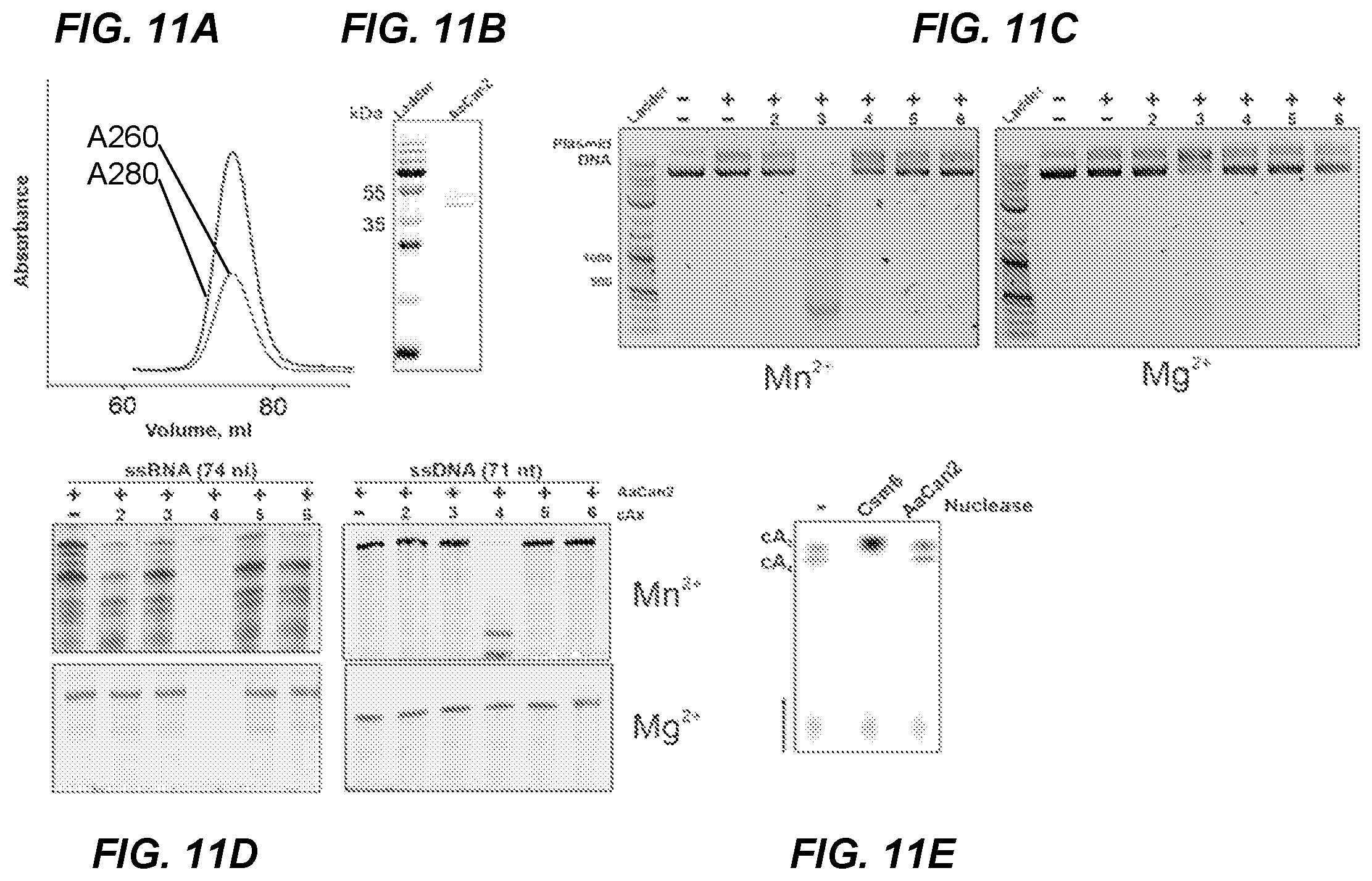 Patent US11814689 Figure 12 – Nucleic acid detection using type III CRISPR complex