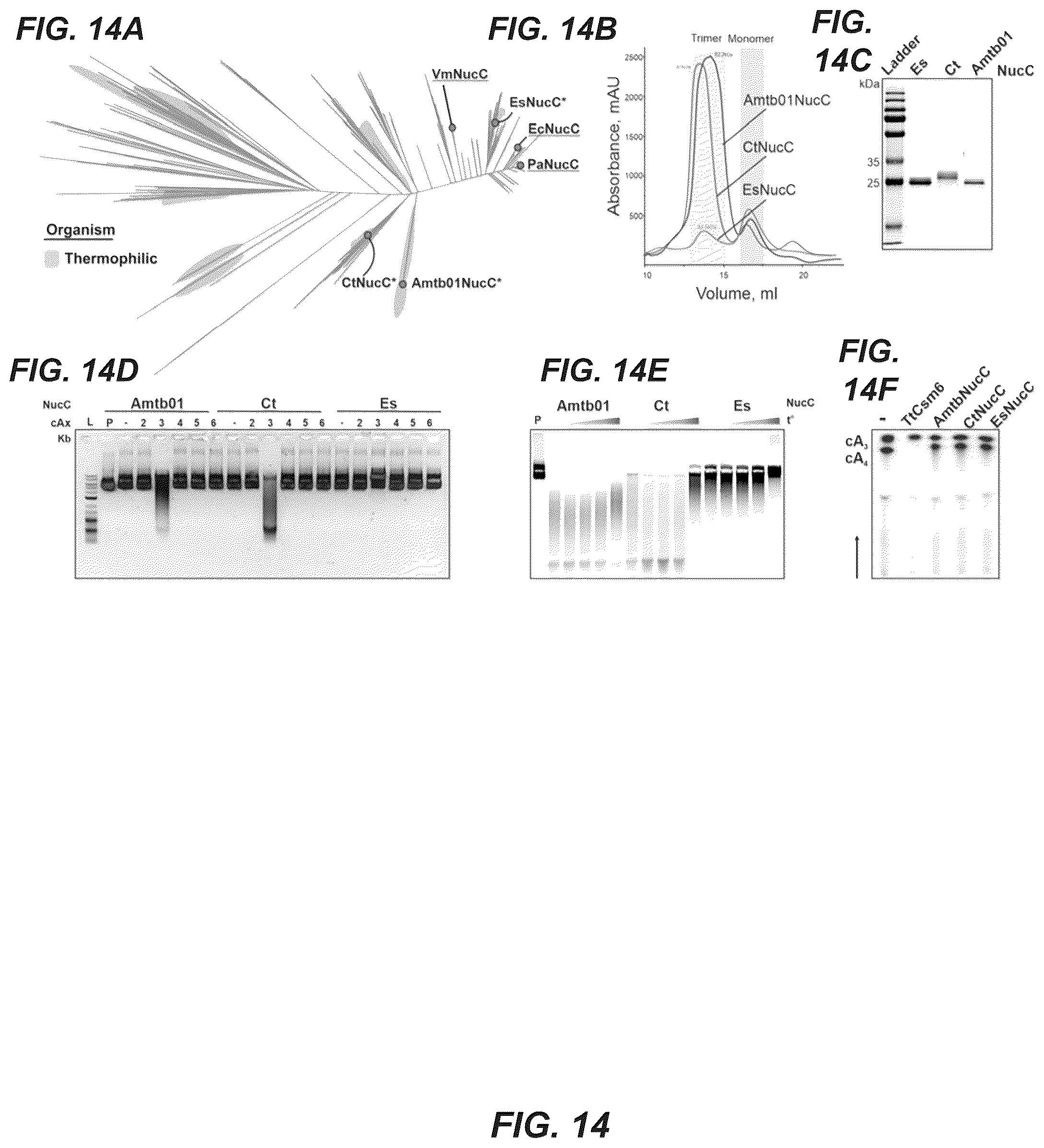 Patent US11814689 Figure 15 – Nucleic acid detection using type III CRISPR complex