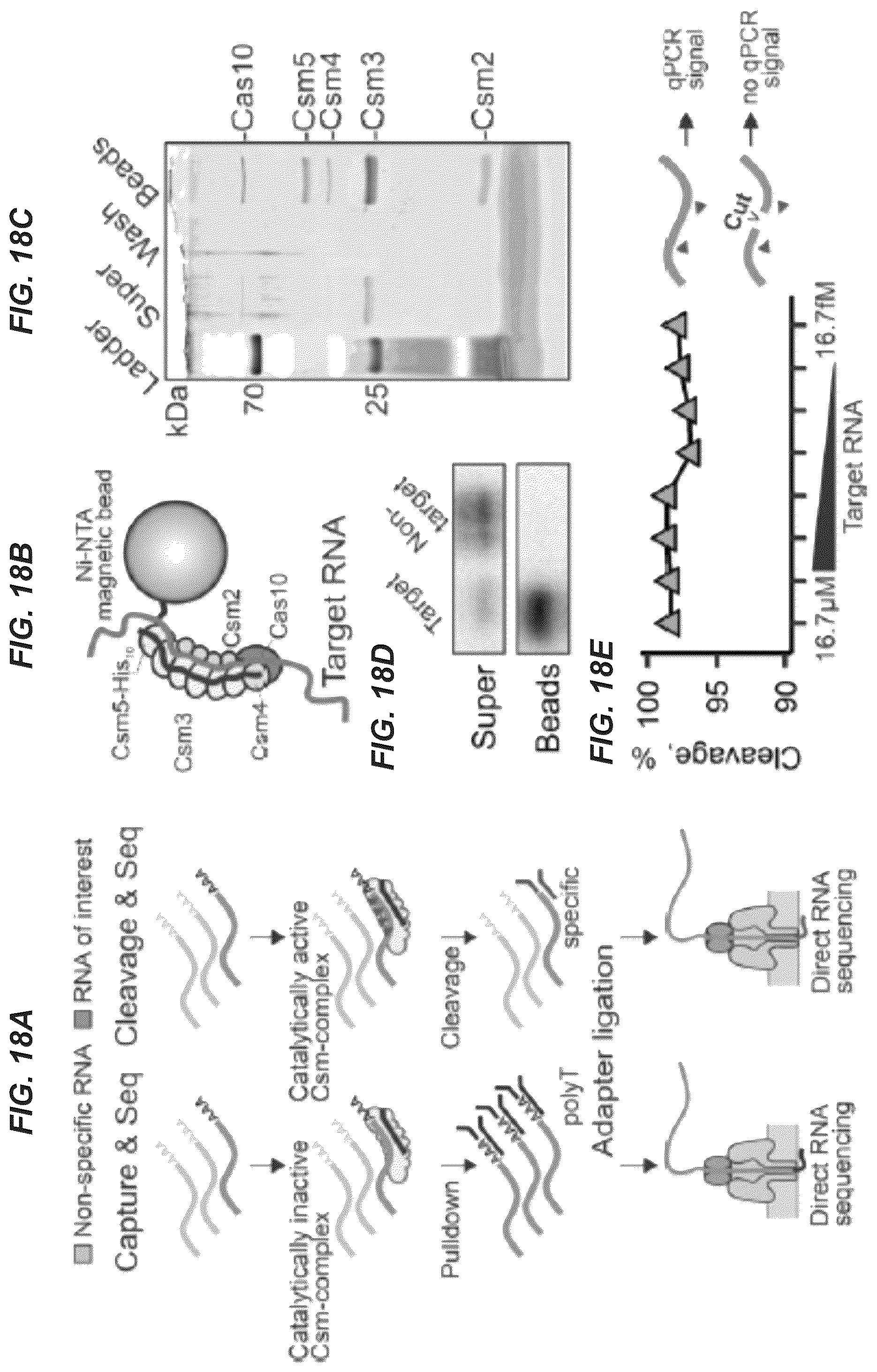 Patent US11814689 Figure 19 – Nucleic acid detection using type III CRISPR complex