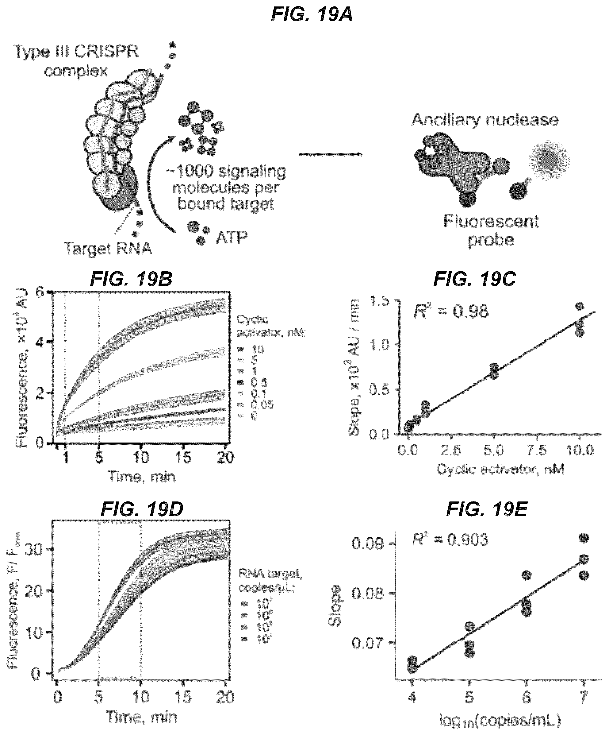 Patent US11814689 Figure 20 – Nucleic acid detection using type III CRISPR complex