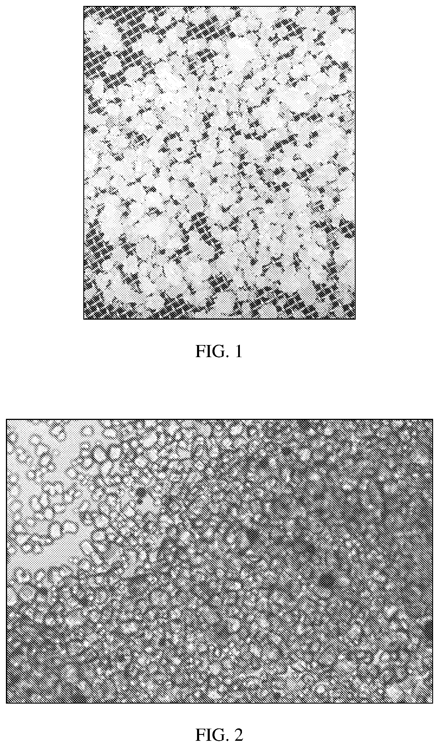 Patent US11814691 Figure 1 – Semi-crystalline fructose in solid form and process for manufacturing the same