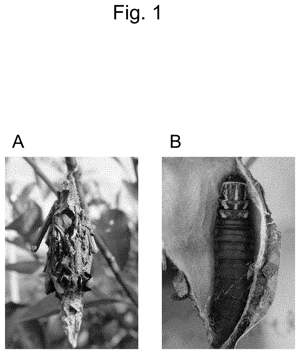 Patent US11814751 Figure 1 – Method for producing long bagworm silk threads and production device therefor