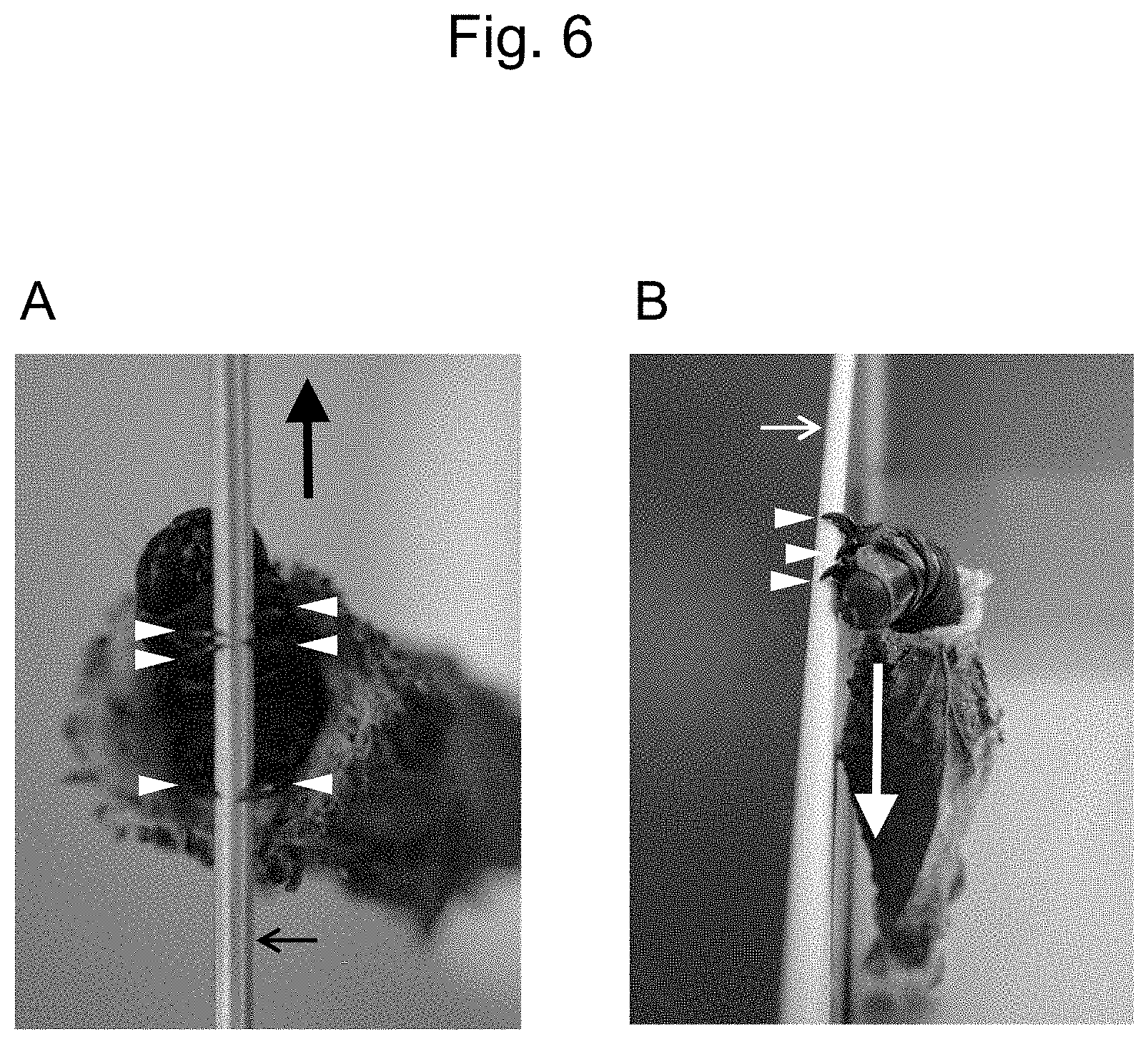 Patent US11814751 Figure 6 – Method for producing long bagworm silk threads and production device therefor